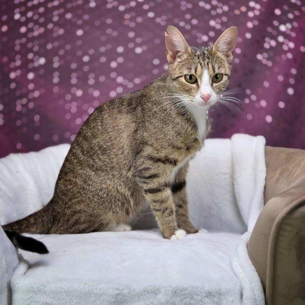 Enlarge Rotini-C, a Adoptable Domestic Short Hair in East Saint Louis, IL image 1/3