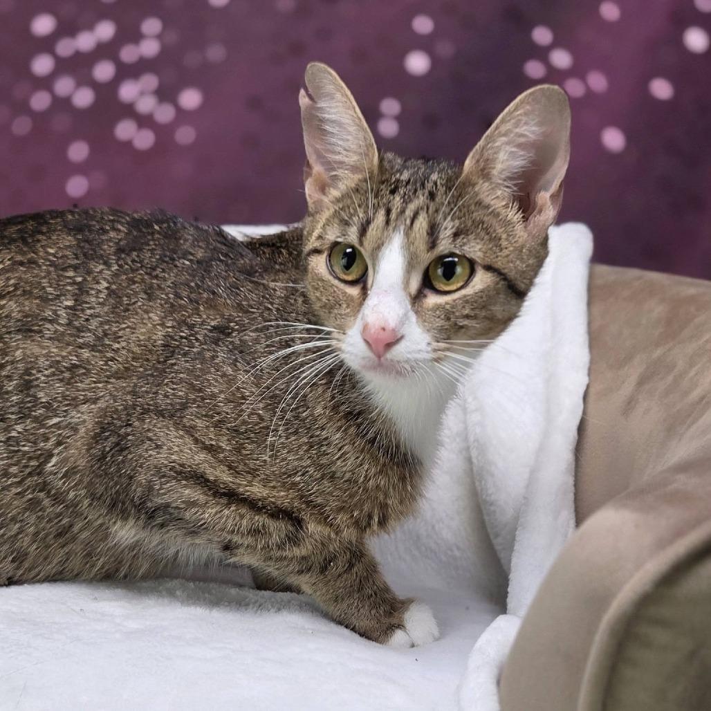 Enlarge Rotini-C, a Adoptable Domestic Short Hair in East Saint Louis, IL image 2/3