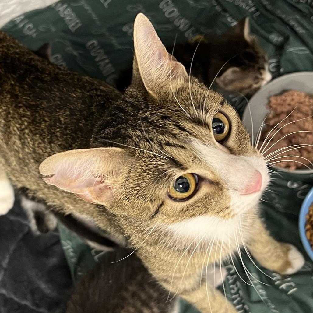 Enlarge Rotini-C, a Adoptable Domestic Short Hair in East Saint Louis, IL image 3/3