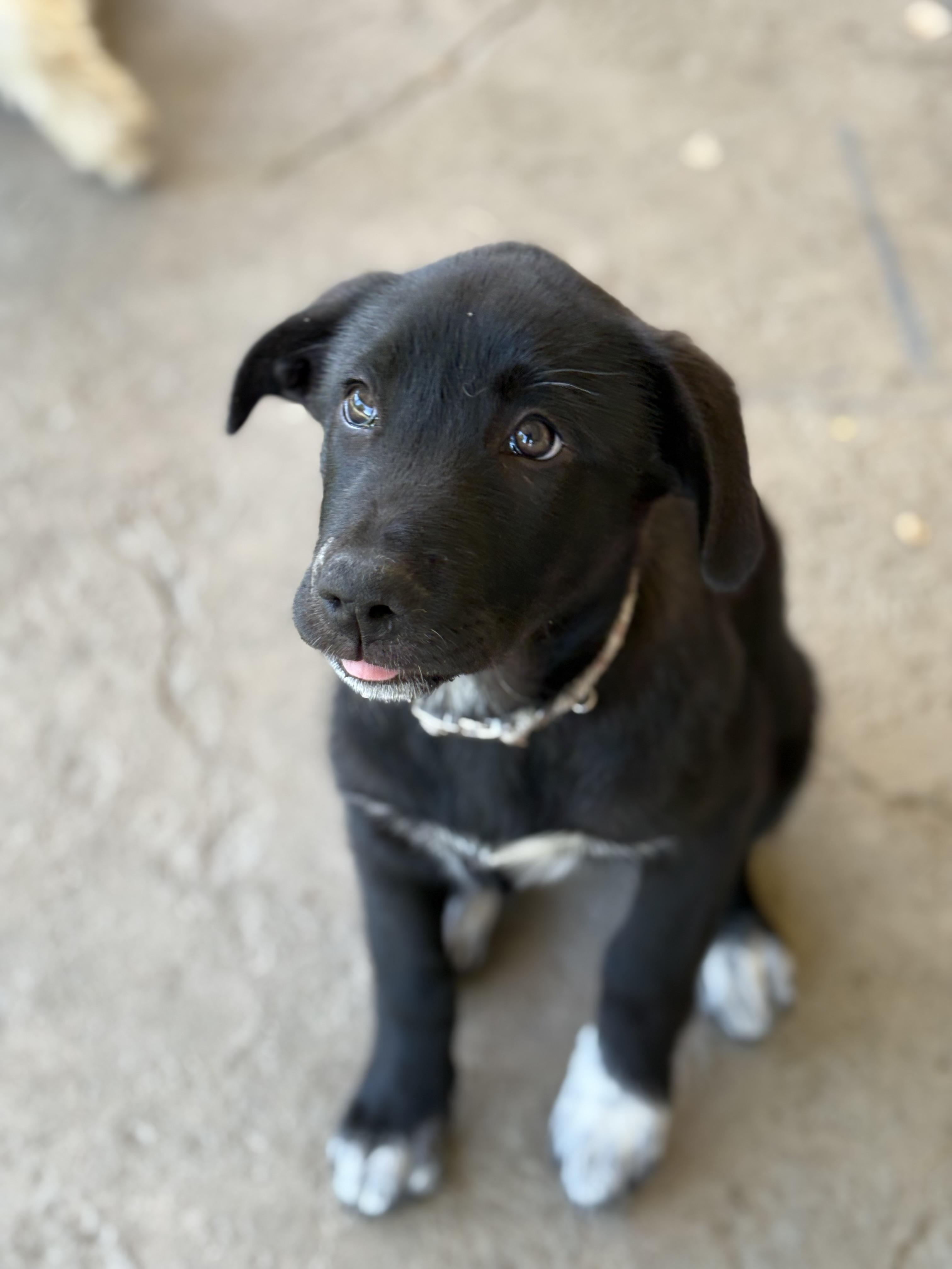 Vada, Adopted, Young Female German Shepherd Dog & Siberian Husky.