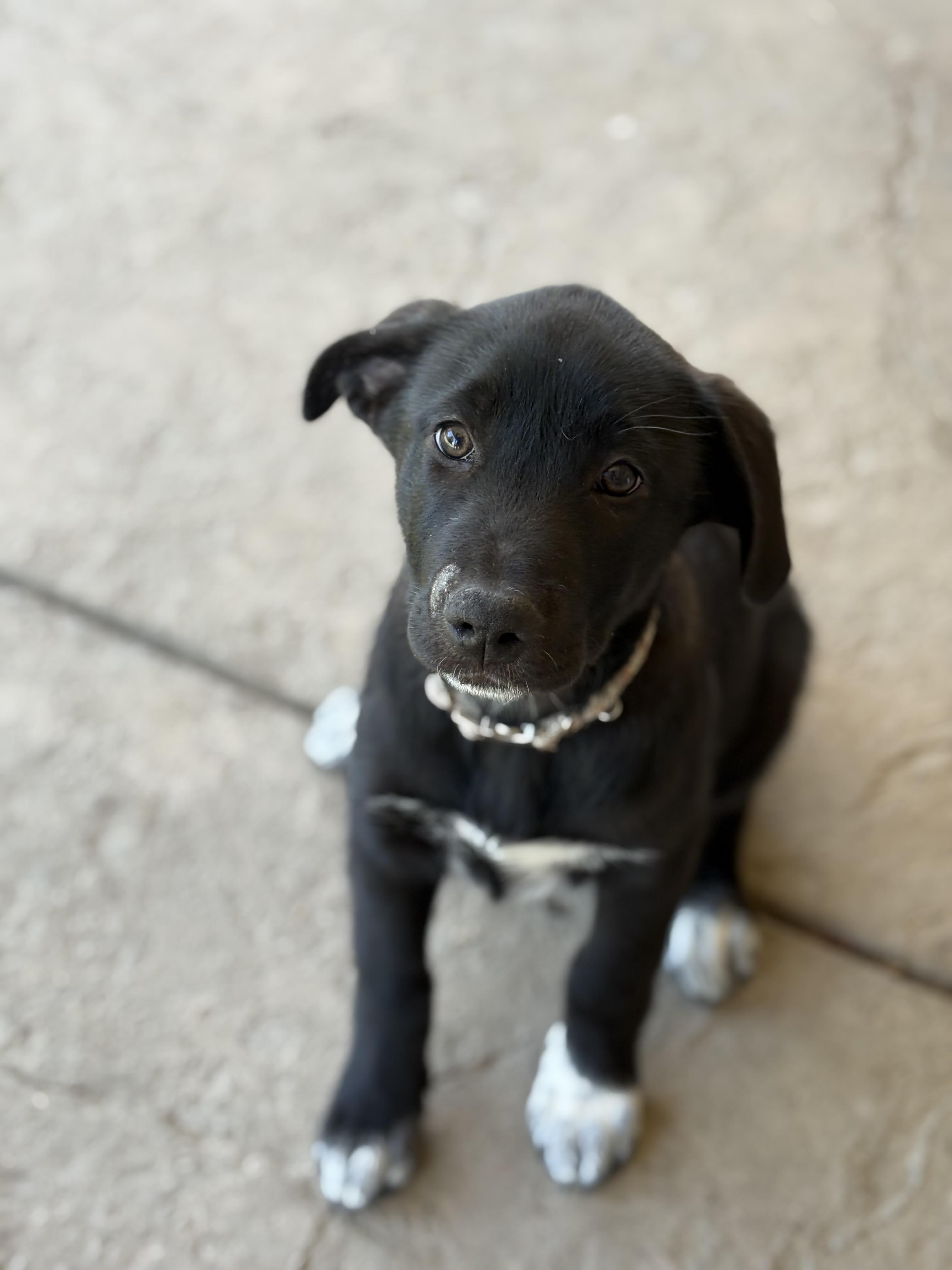 Vada, a Adopted mixed breed in Discovery Bay, CA image 2/3