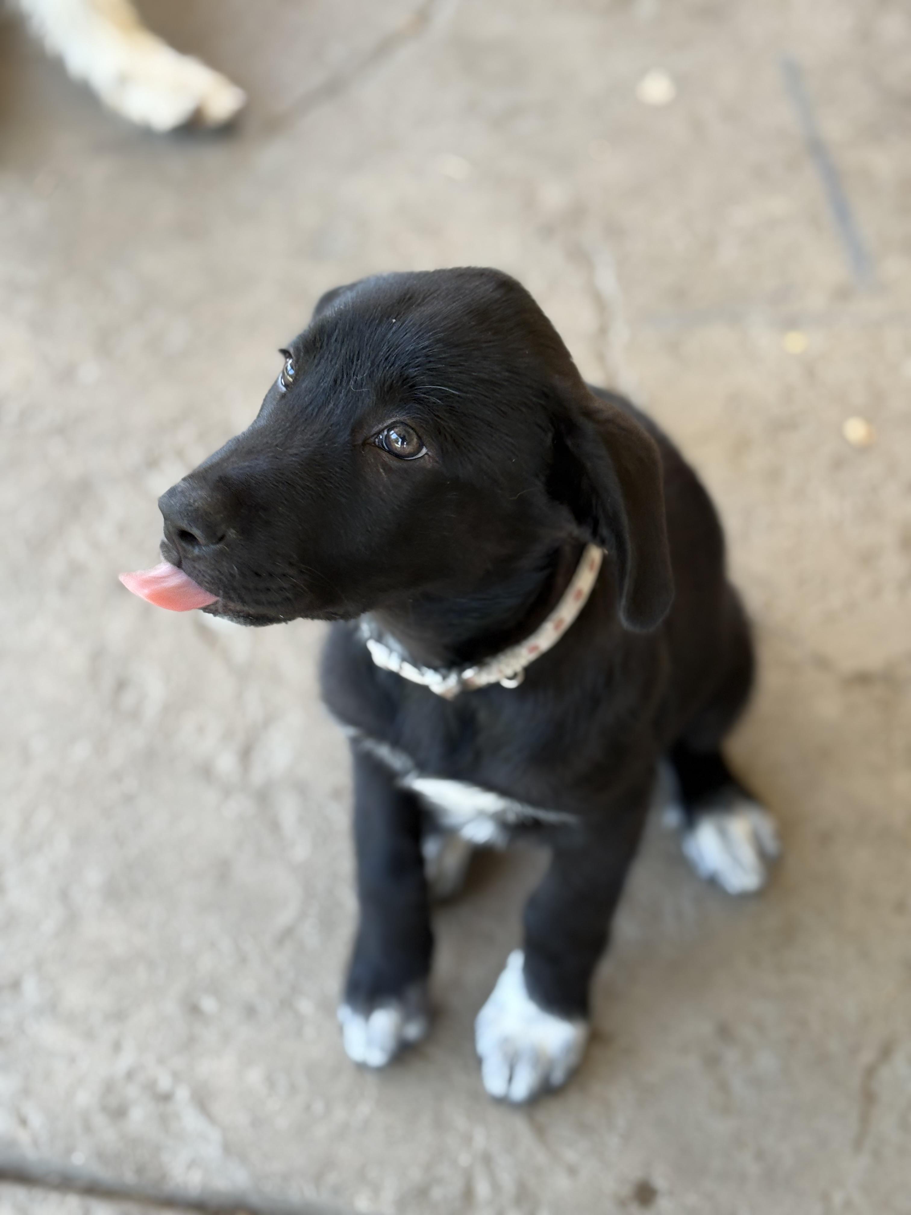 Vada, a Adopted mixed breed in Discovery Bay, CA image 3/3