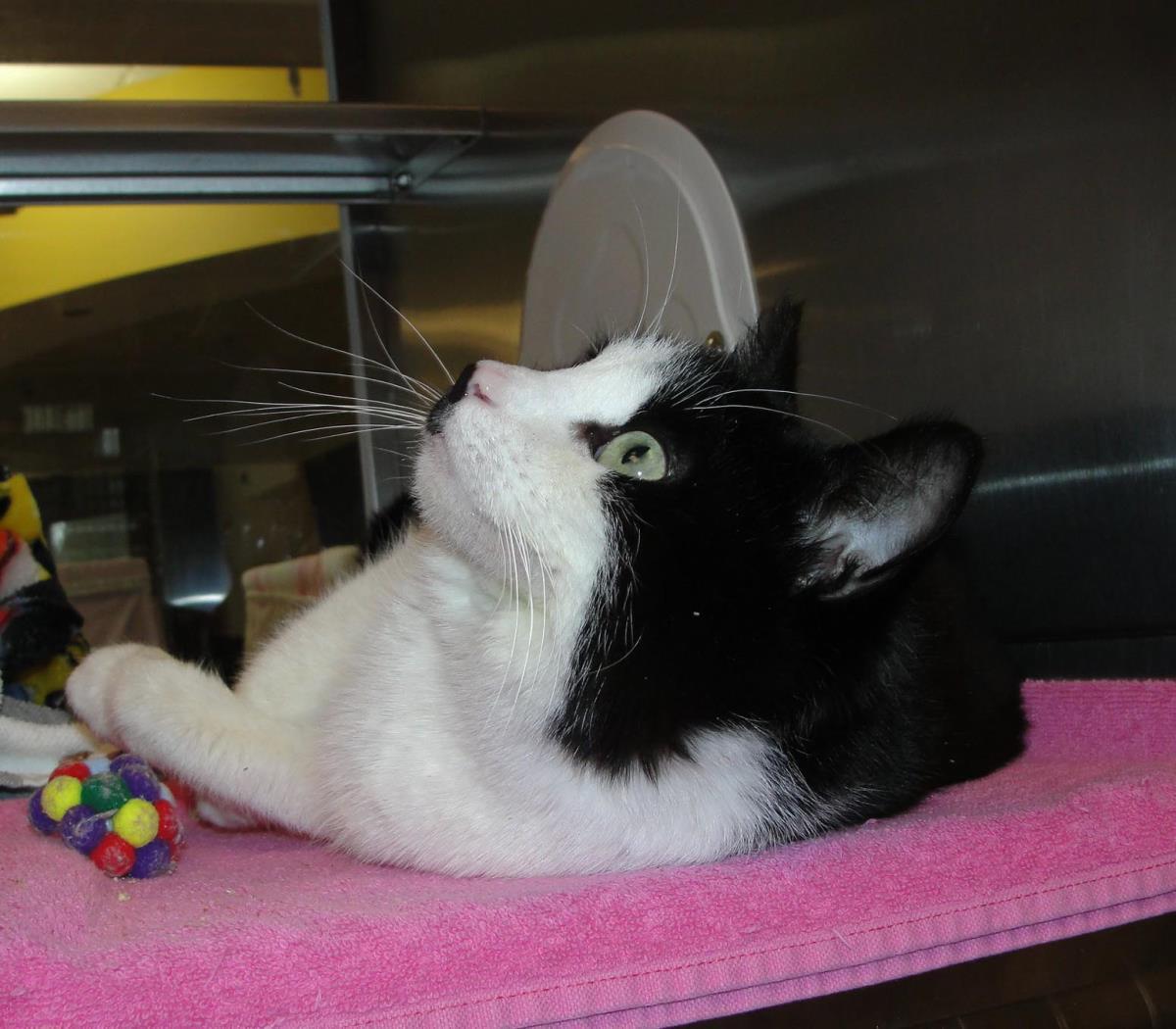 Bobbie, Adoptable, Adult Female Domestic Short Hair.