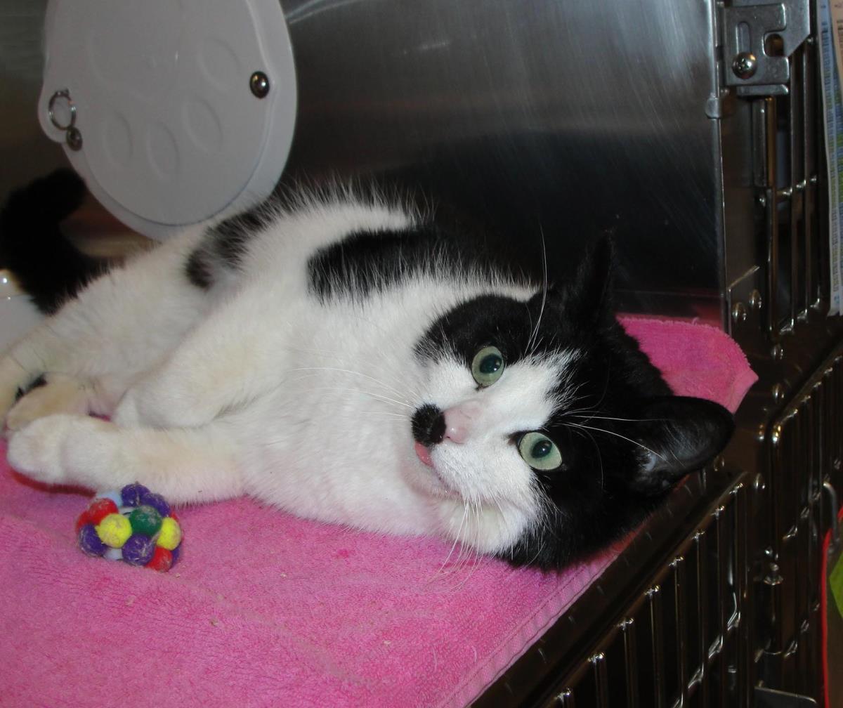 Bobbie, a Adoptable Domestic Short Hair in Plover, WI image 2/3