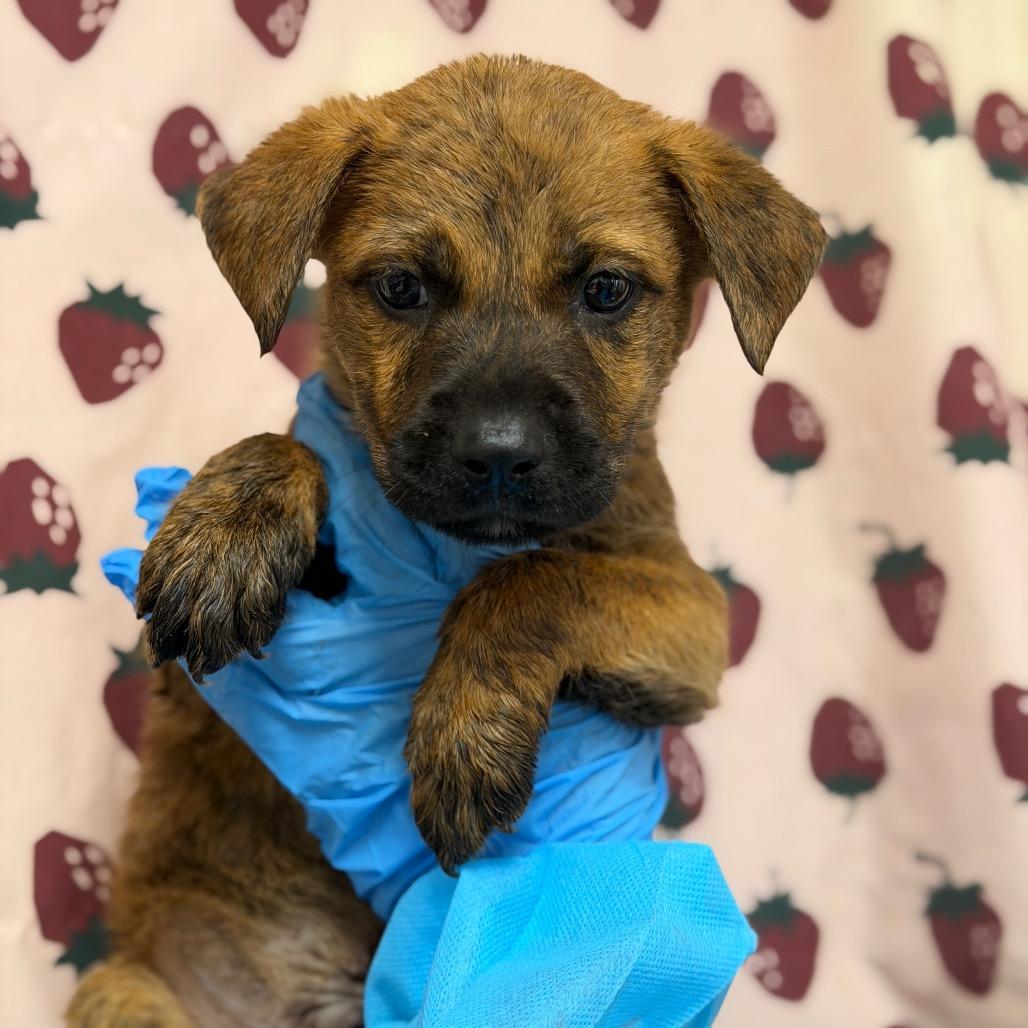 Armadillo, Adoptable, Puppy Male Labrador Retriever & Mixed Breed.