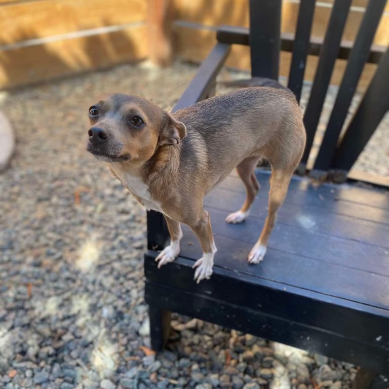 Enlarge Skyler, a Adopted Chihuahua in San Diego, CA image 5/6