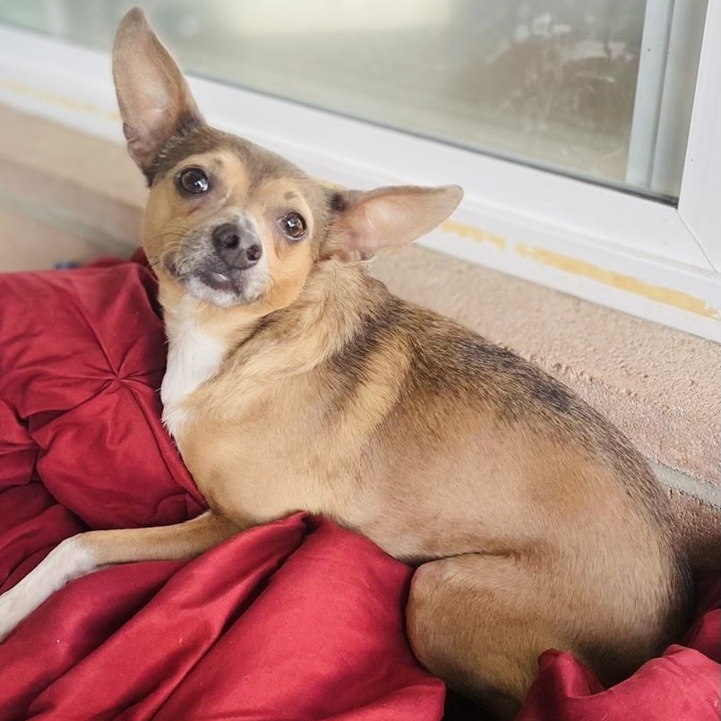 Enlarge Skyler, a Adopted Chihuahua in San Diego, CA image 2/6