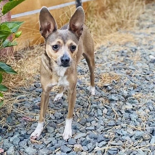 Enlarge Skyler, a Adopted Chihuahua in San Diego, CA image 1/6