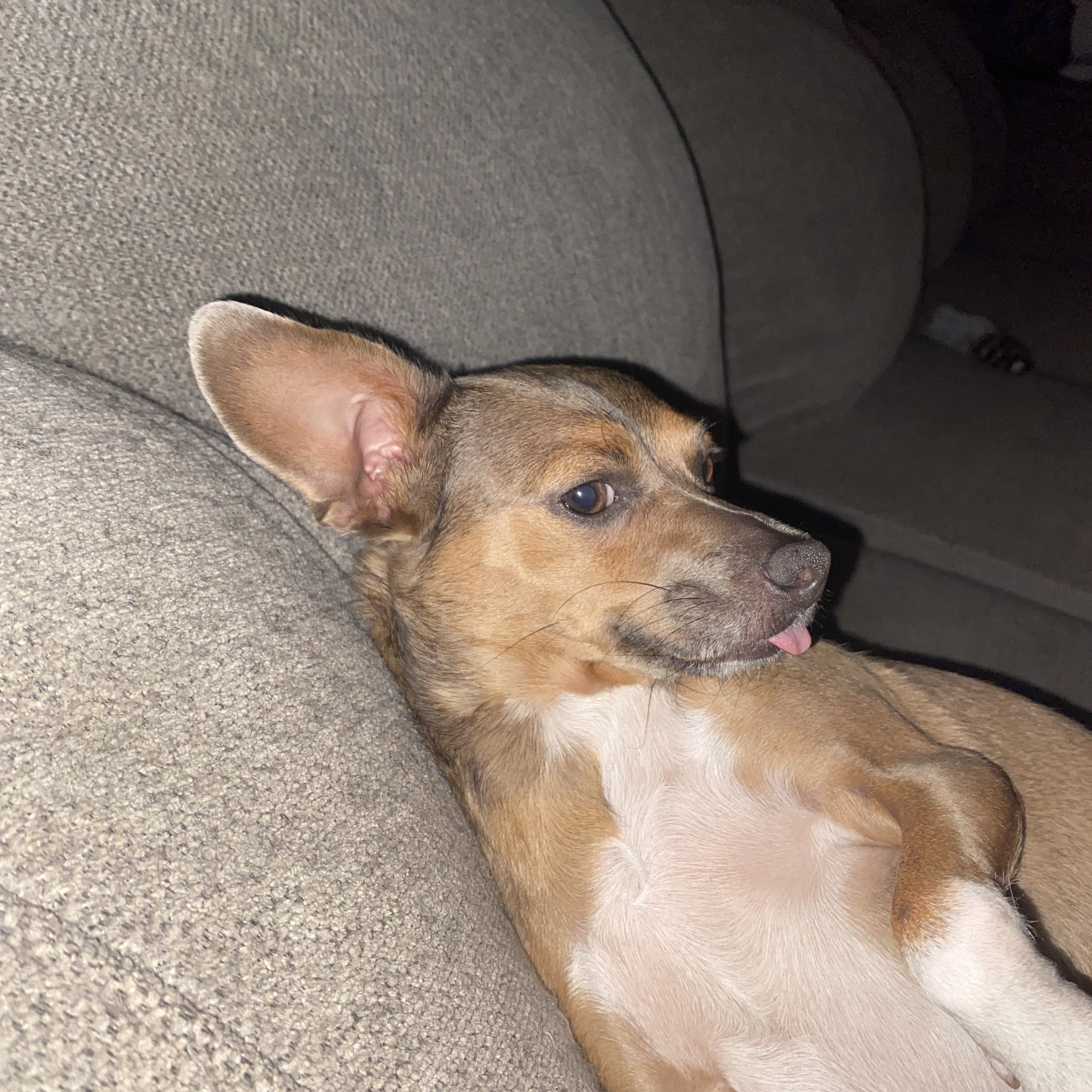 Enlarge Skyler, a Adopted Chihuahua in San Diego, CA image 3/6