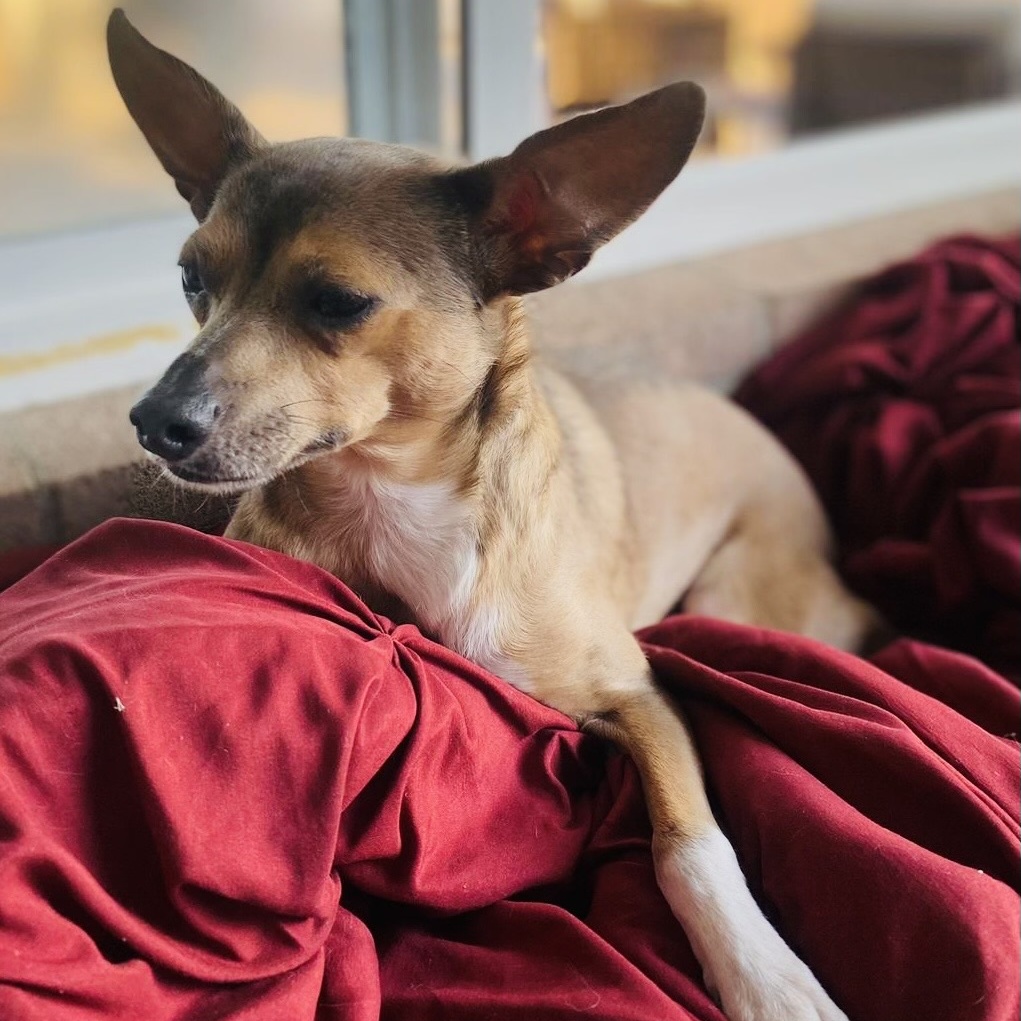 Enlarge Skyler, a Adopted Chihuahua in San Diego, CA image 6/6