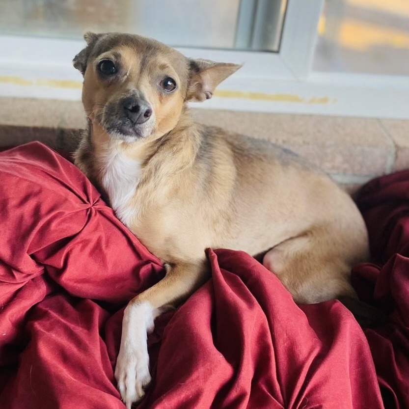 Enlarge Skyler, a Adopted Chihuahua in San Diego, CA image 4/6