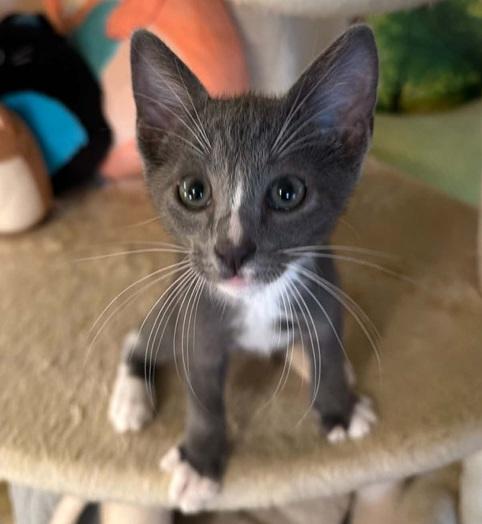 Tex, ADOPTABLE, Kitten Male Domestic Short Hair.