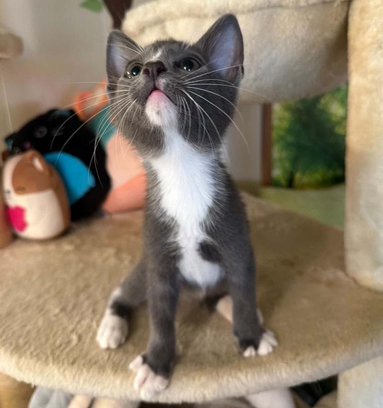 Enlarge Tex, a ADOPTABLE Domestic Short Hair in Waxahachie, TX image 2/3