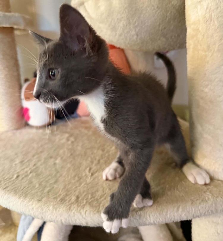 Enlarge Tex, a ADOPTABLE Domestic Short Hair in Waxahachie, TX image 3/3