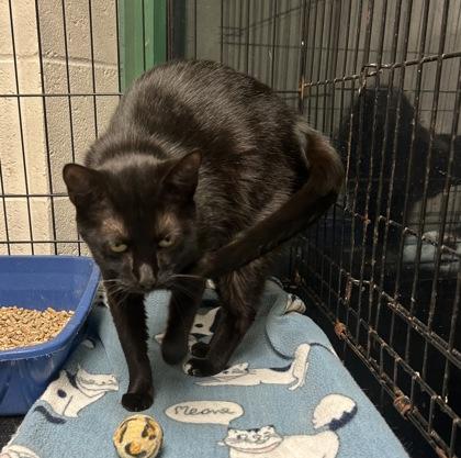 Janeway — thumbnail 2