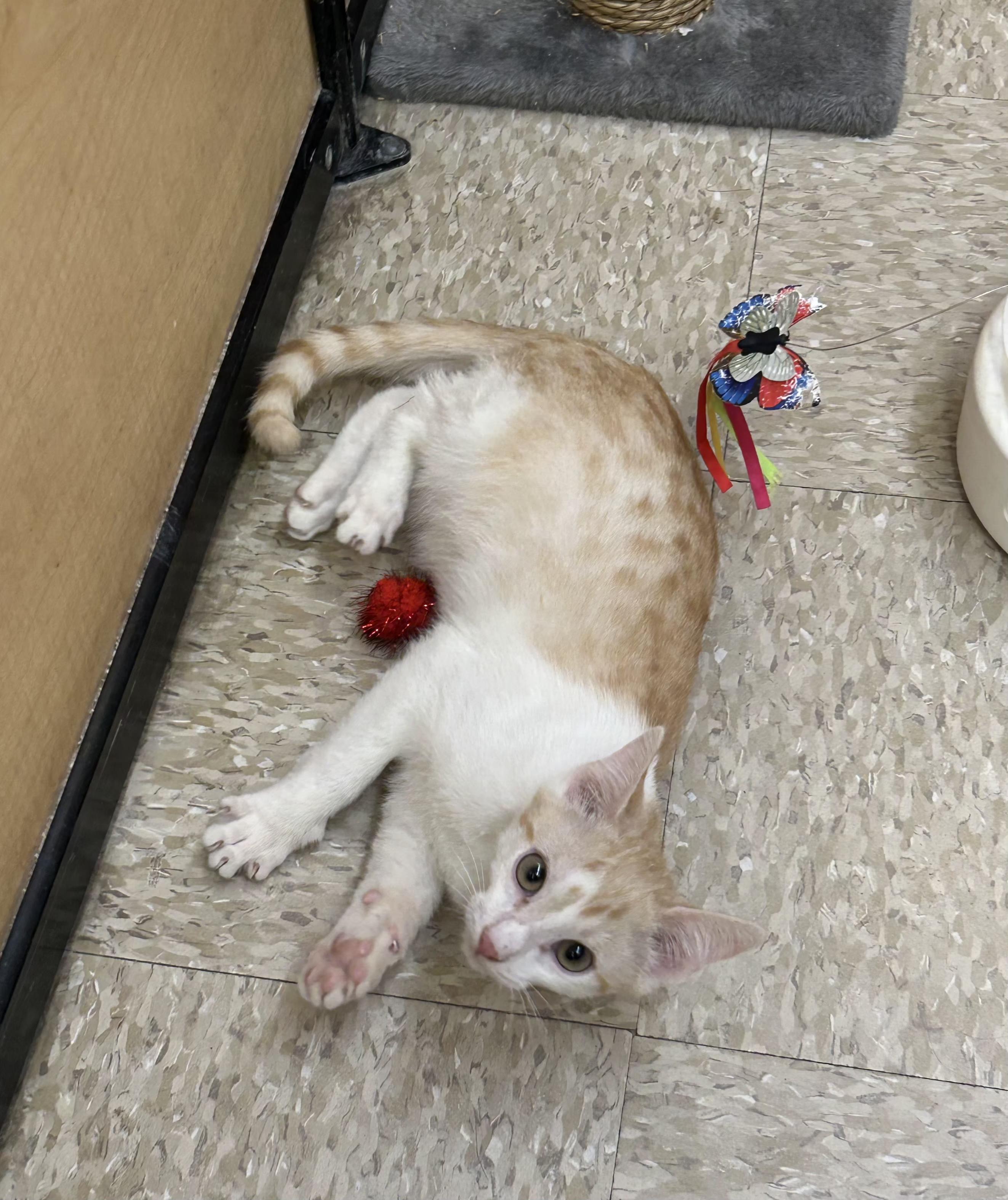 Gouda, Adoptable, Kitten Male Tabby.