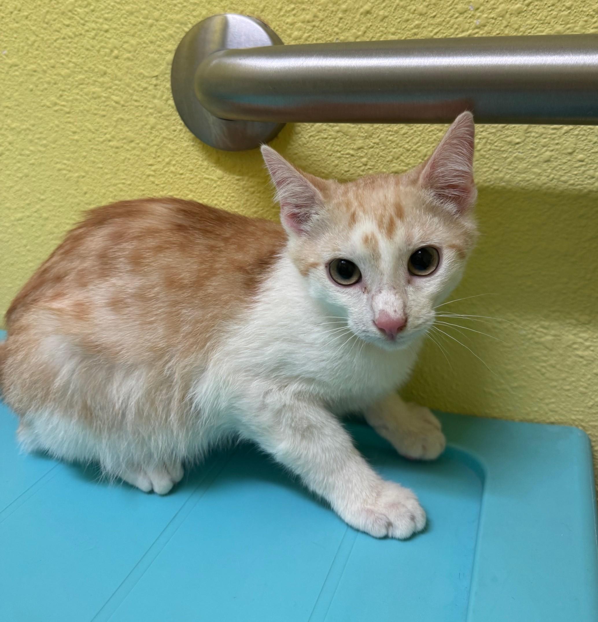 Enlarge Gouda, a Adoptable mixed breed in Albuquerque, NM image 2/6