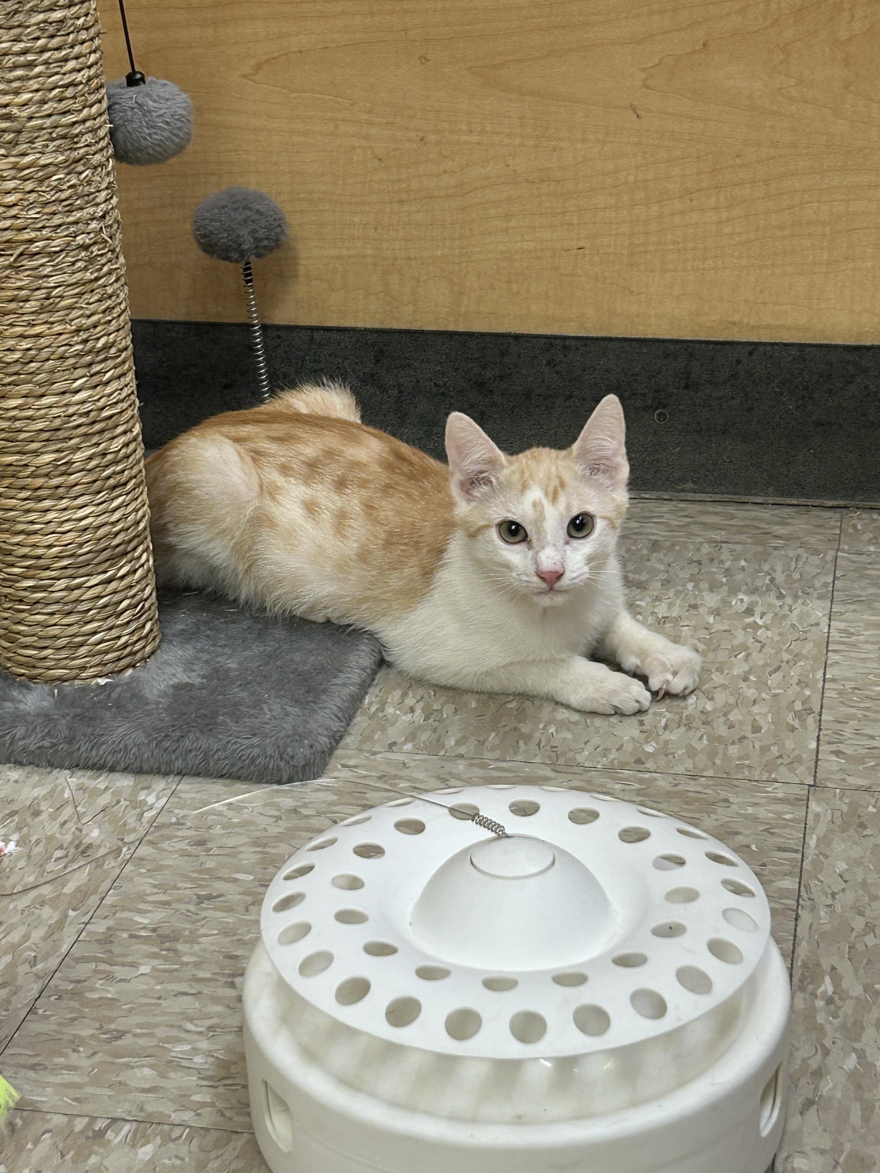 Enlarge Gouda, a Adoptable mixed breed in Albuquerque, NM image 3/6