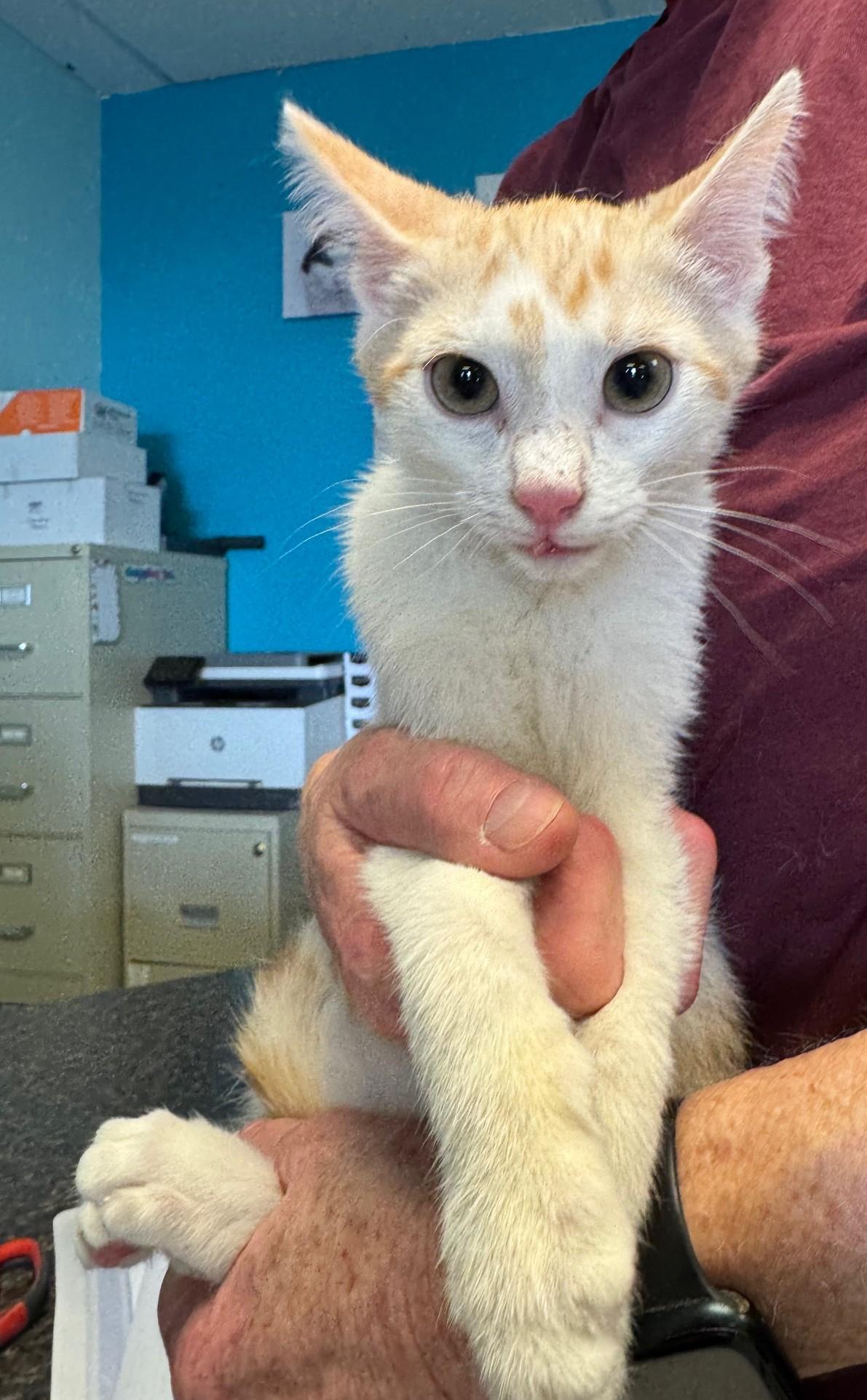 Enlarge Gouda, a Adoptable mixed breed in Albuquerque, NM image 5/6