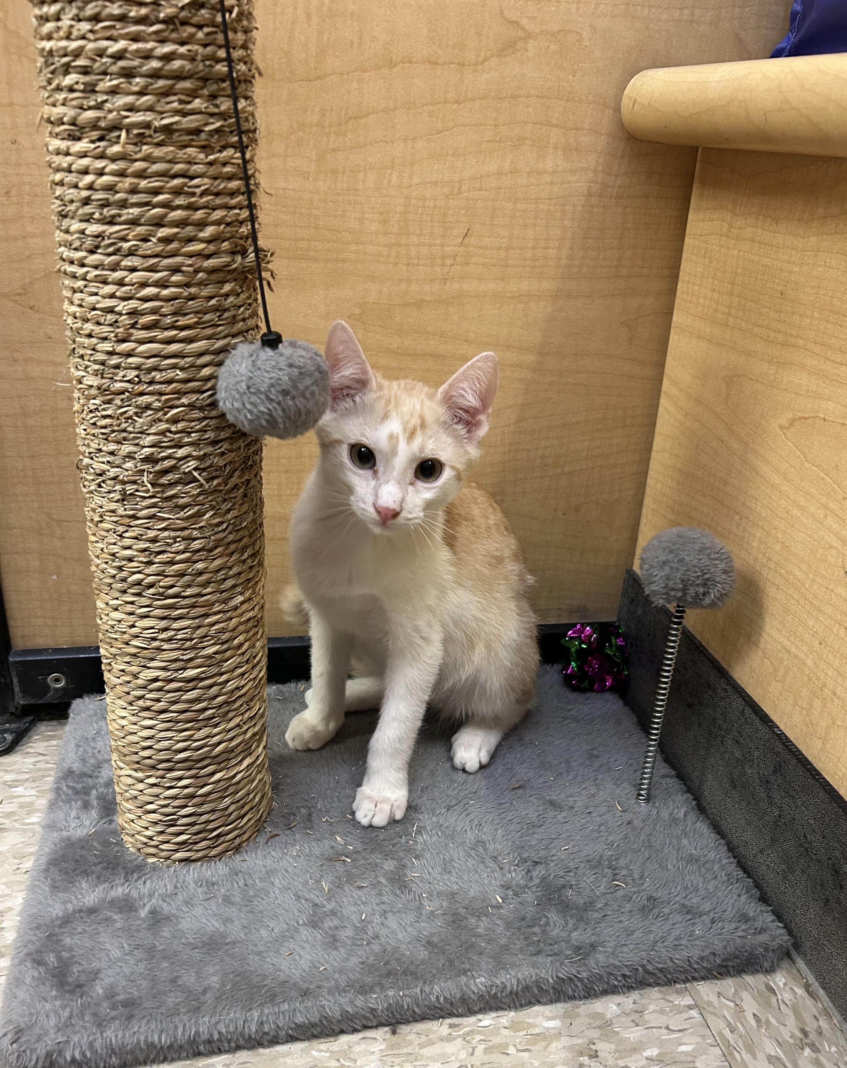 Enlarge Gouda, a Adoptable mixed breed in Albuquerque, NM image 6/6