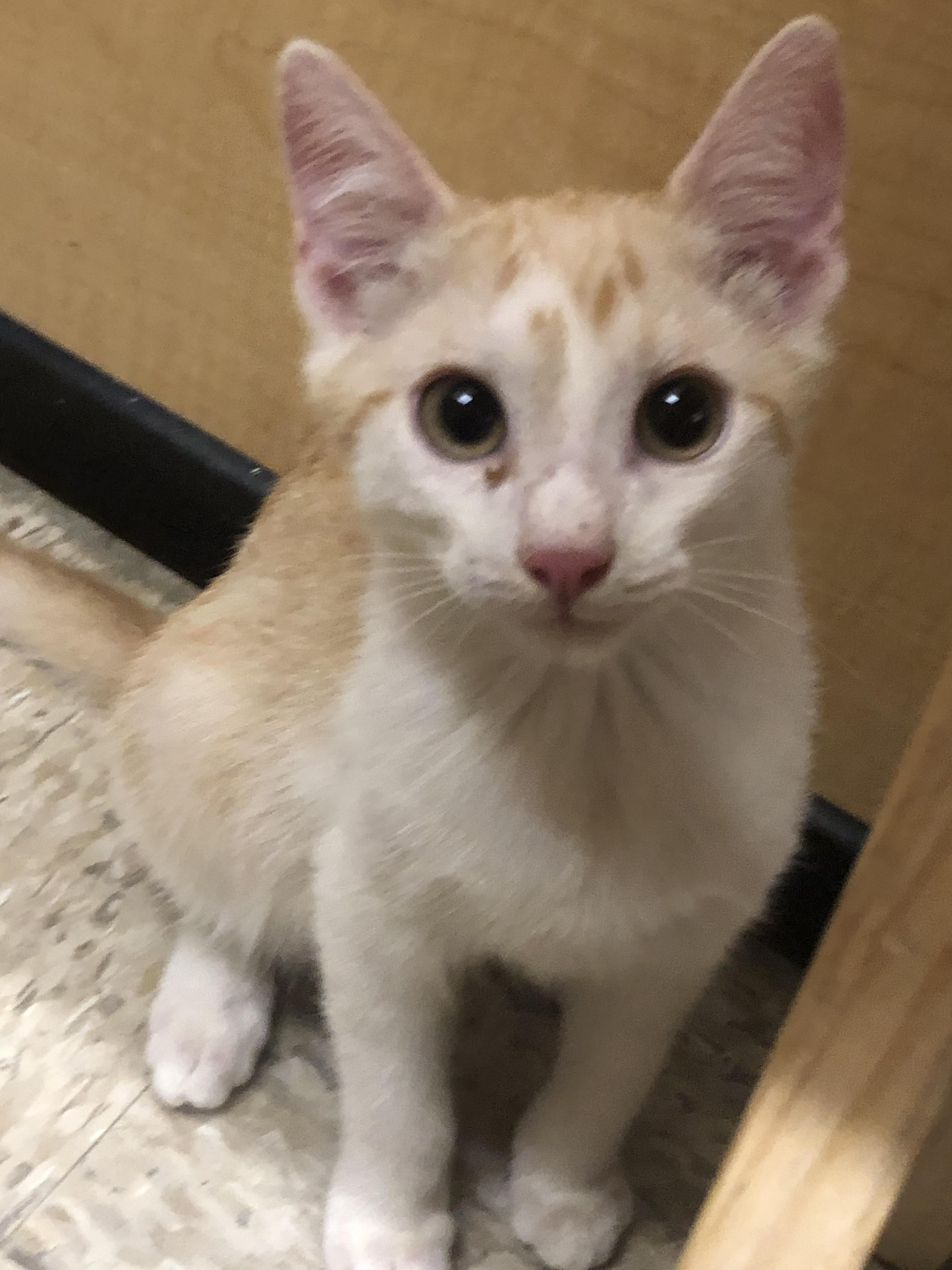 Enlarge Gouda, a Adoptable mixed breed in Albuquerque, NM image 4/6