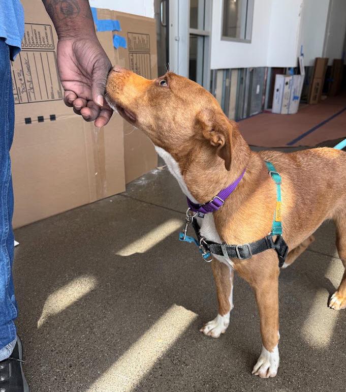 Enlarge Mocha, an adopted mixed breed in Berkeley, CA image 3/3