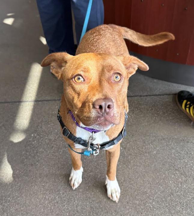 Enlarge Mocha, an adopted mixed breed in Berkeley, CA image 2/3