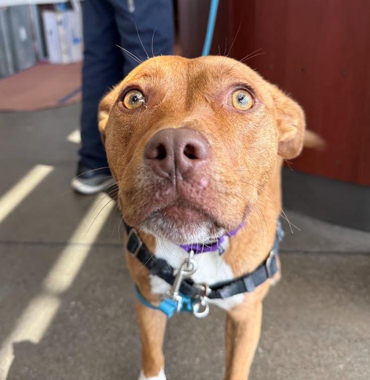 Mocha, adopted, Young Female Pit Bull Terrier.