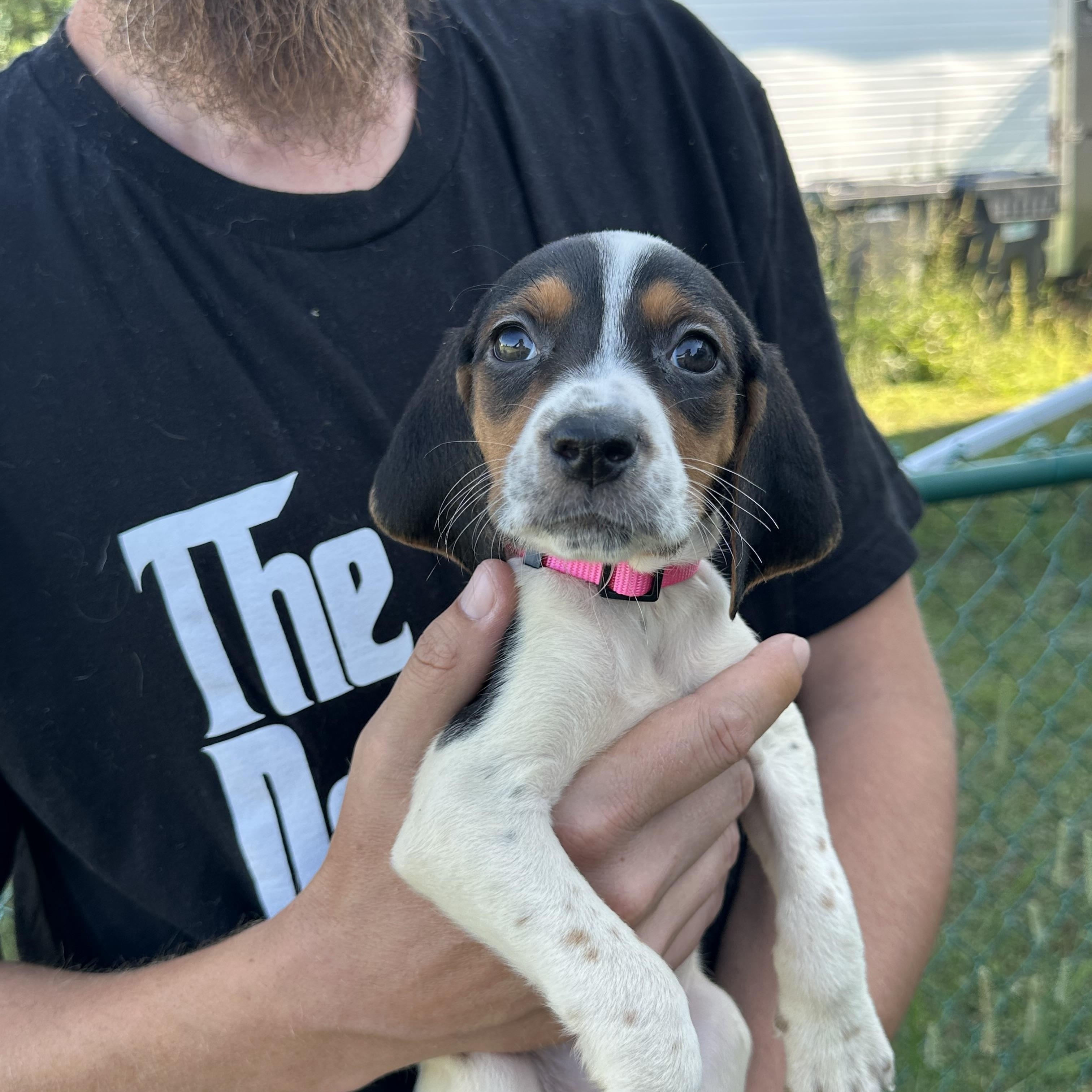 Enlarge Dolly, a Adopted mixed breed in Mansfield, ON image 1/4