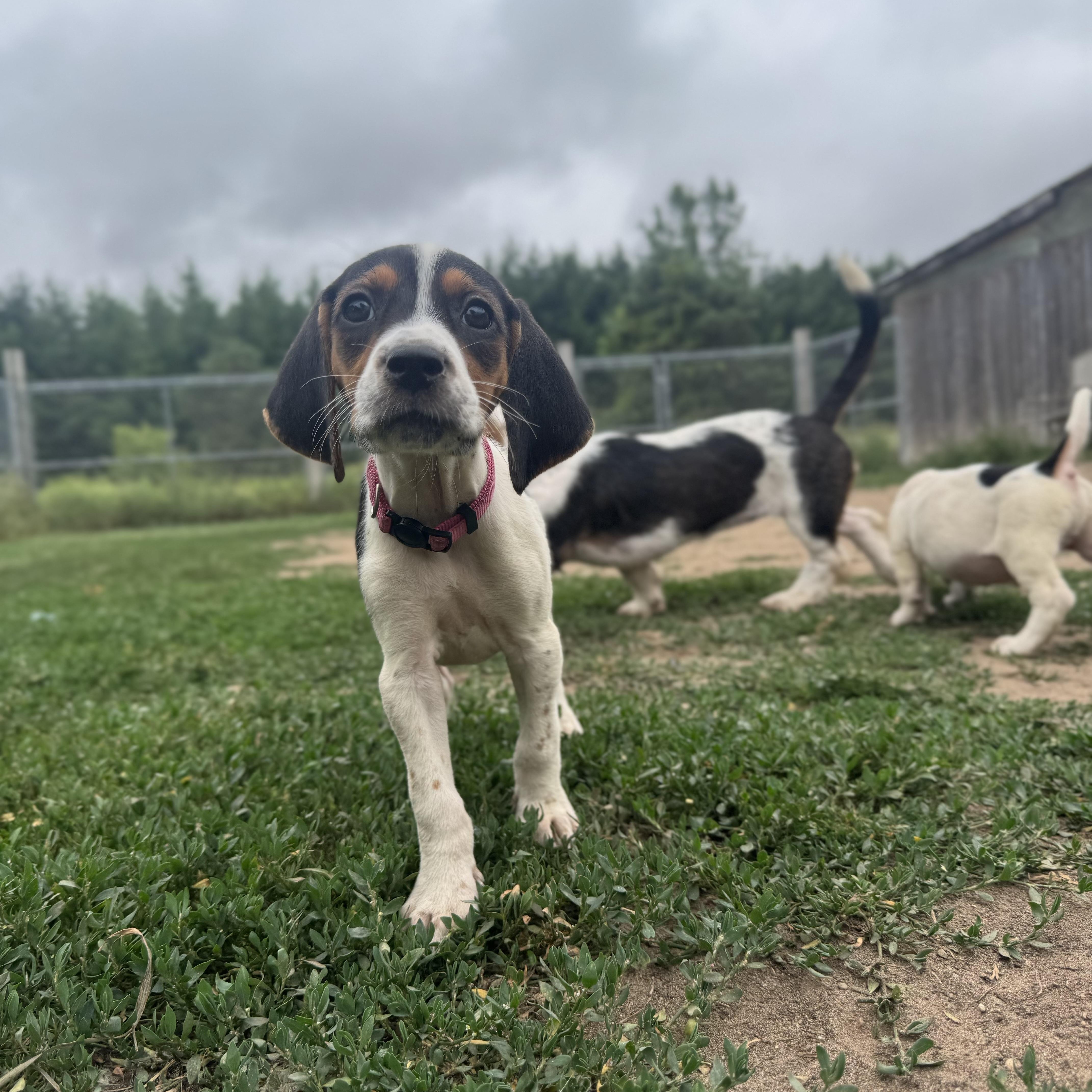 Enlarge Dolly, a Adopted mixed breed in Mansfield, ON image 2/4