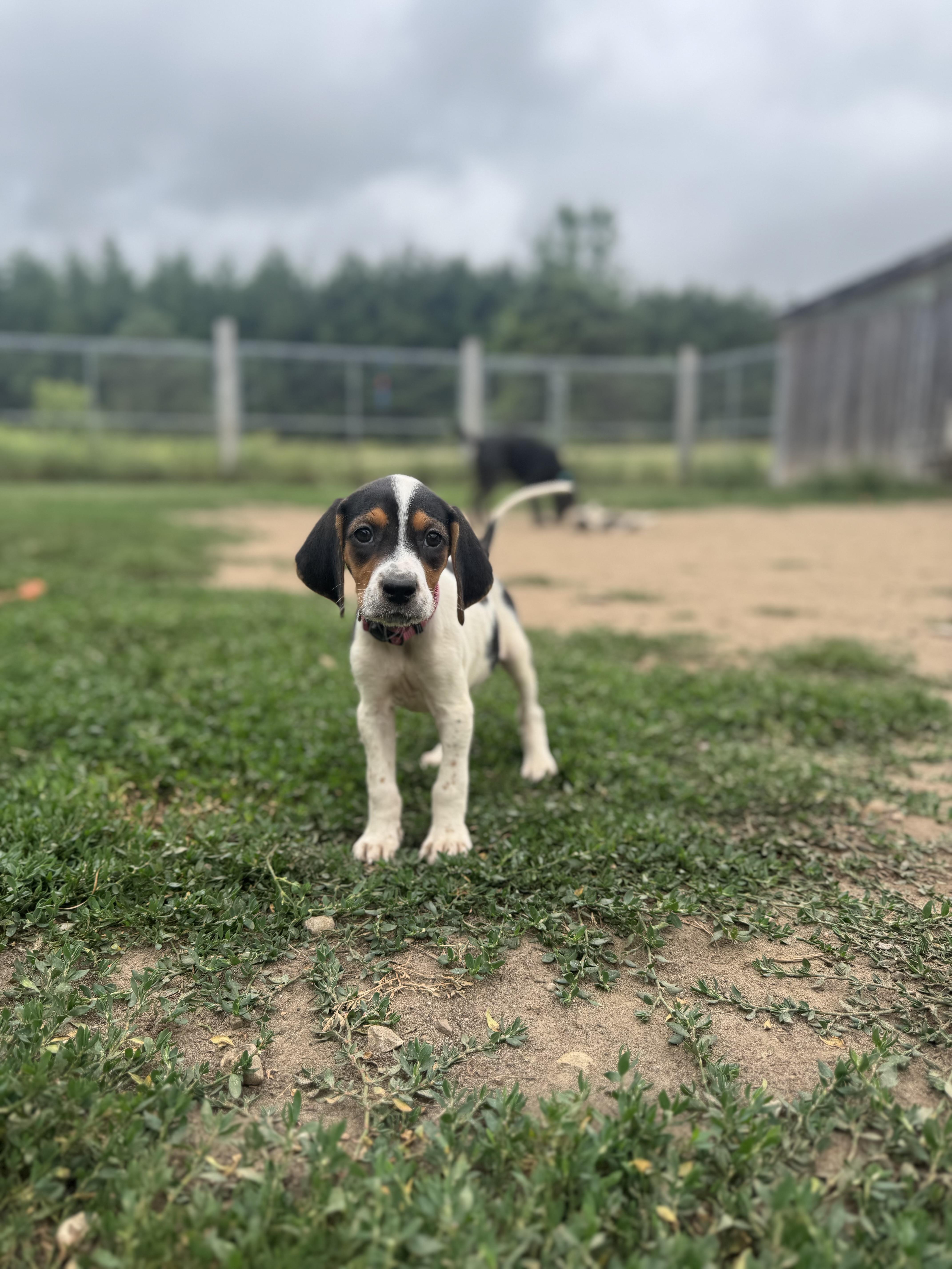 Enlarge Dolly, a Adopted mixed breed in Mansfield, ON image 3/4