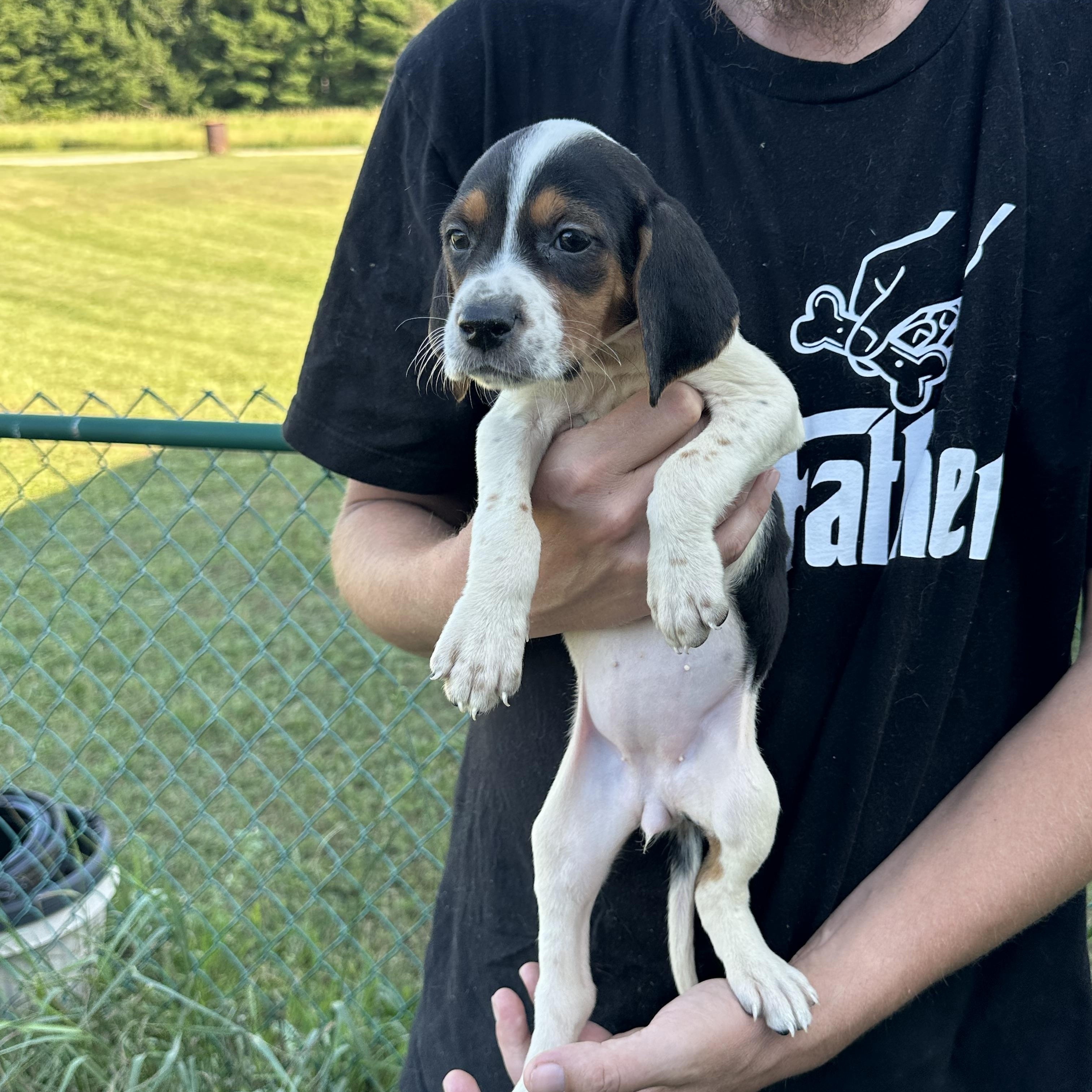 Enlarge Dolly, a Adopted mixed breed in Mansfield, ON image 4/4
