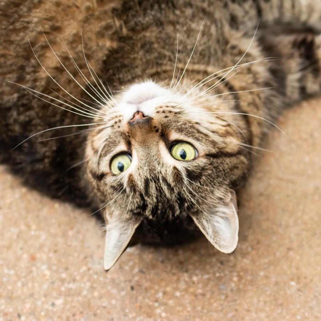 Daisy, Adoptable, Senior Female Domestic Medium Hair.