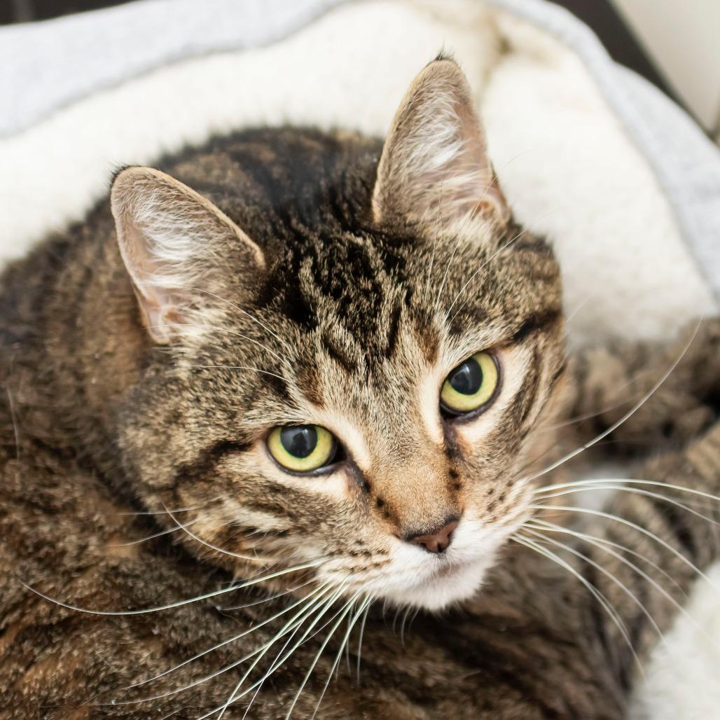 Daisy, Adoptable, Senior Female Domestic Medium Hair.