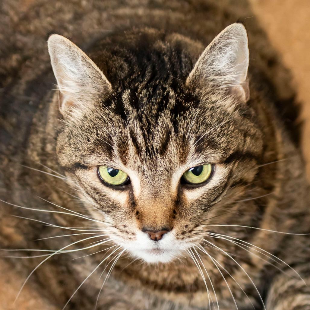 Enlarge Daisy, a Adoptable Domestic Medium Hair in Middletown, RI image 2/2
