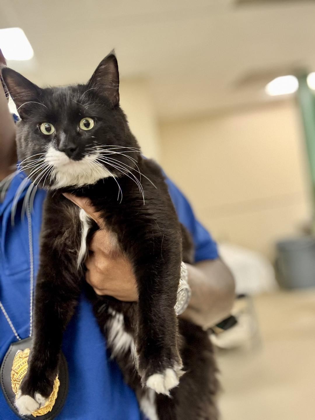 Saint , adopted, Adult Male Domestic Medium Hair.