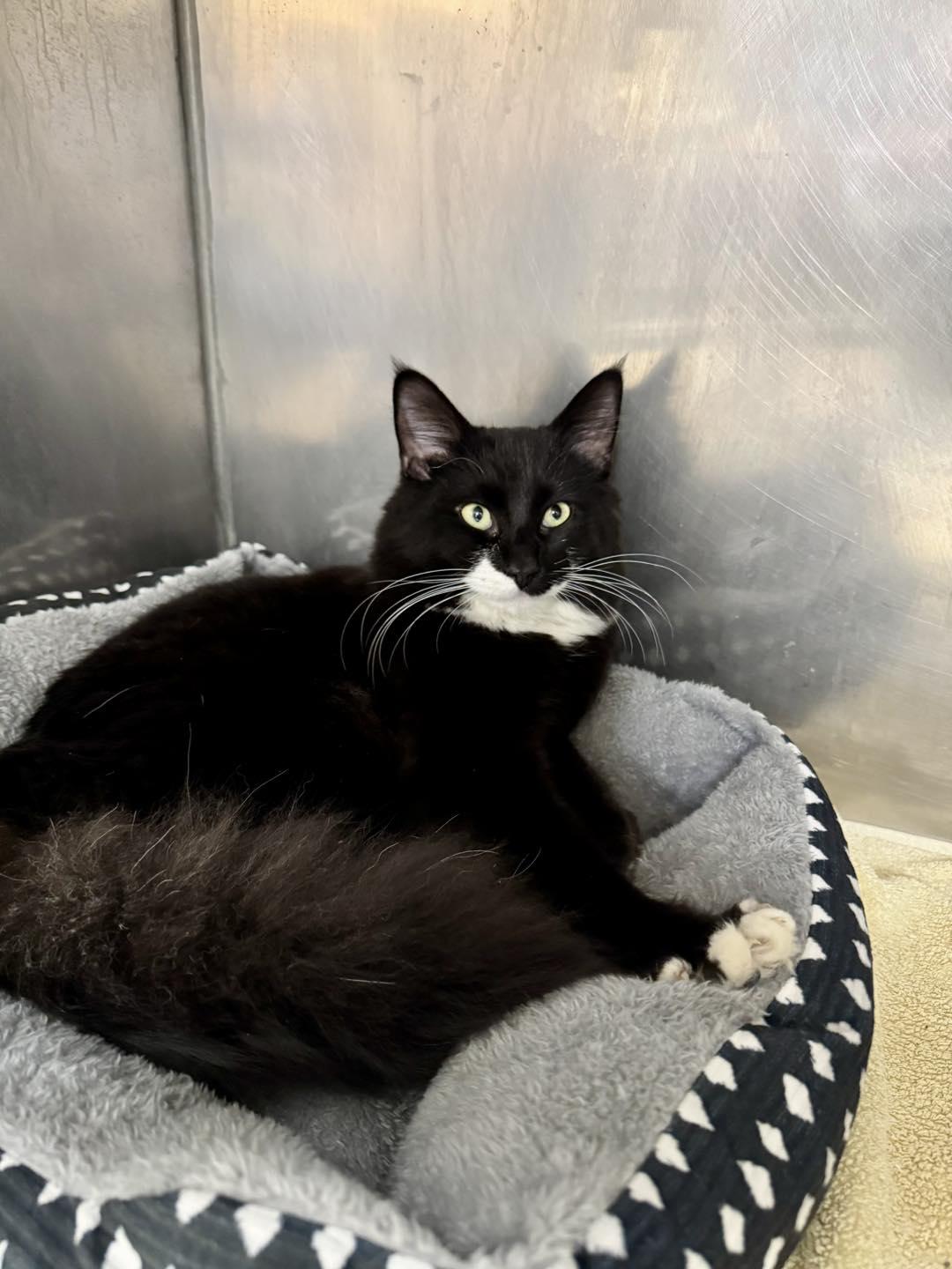 Saint , an adopted mixed breed in Passaic, NJ image 3/3