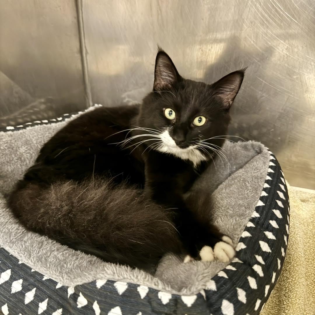 Saint , an adopted mixed breed in Passaic, NJ image 2/3