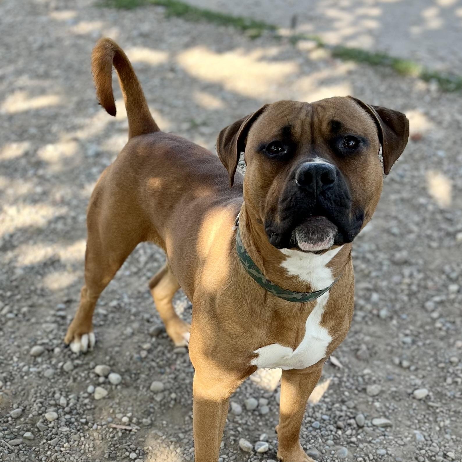 Enlarge Eddie, a ADOPTABLE mixed breed in Buffalo, NY image 1/5