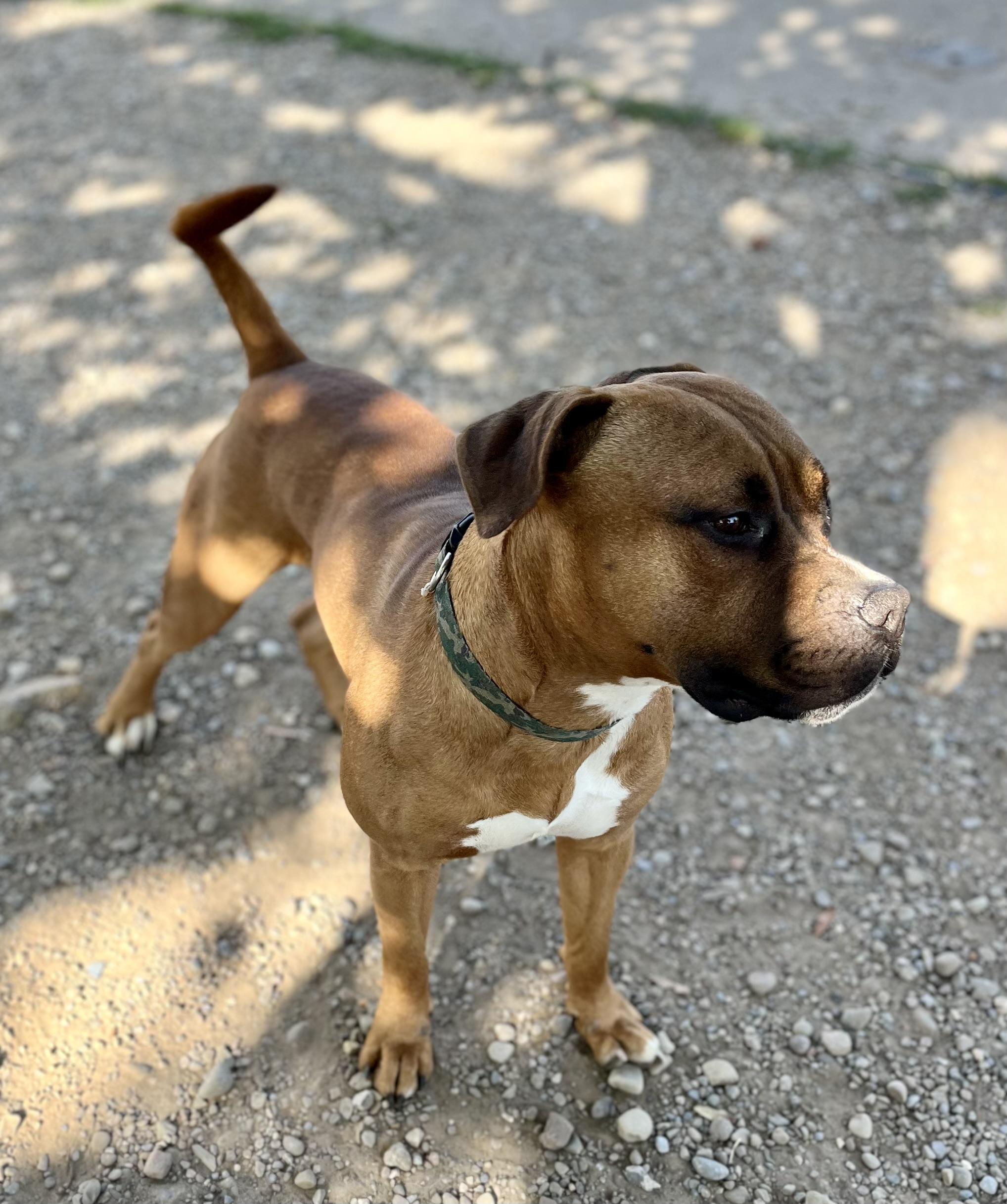 Enlarge Eddie, a ADOPTABLE mixed breed in Buffalo, NY image 5/5