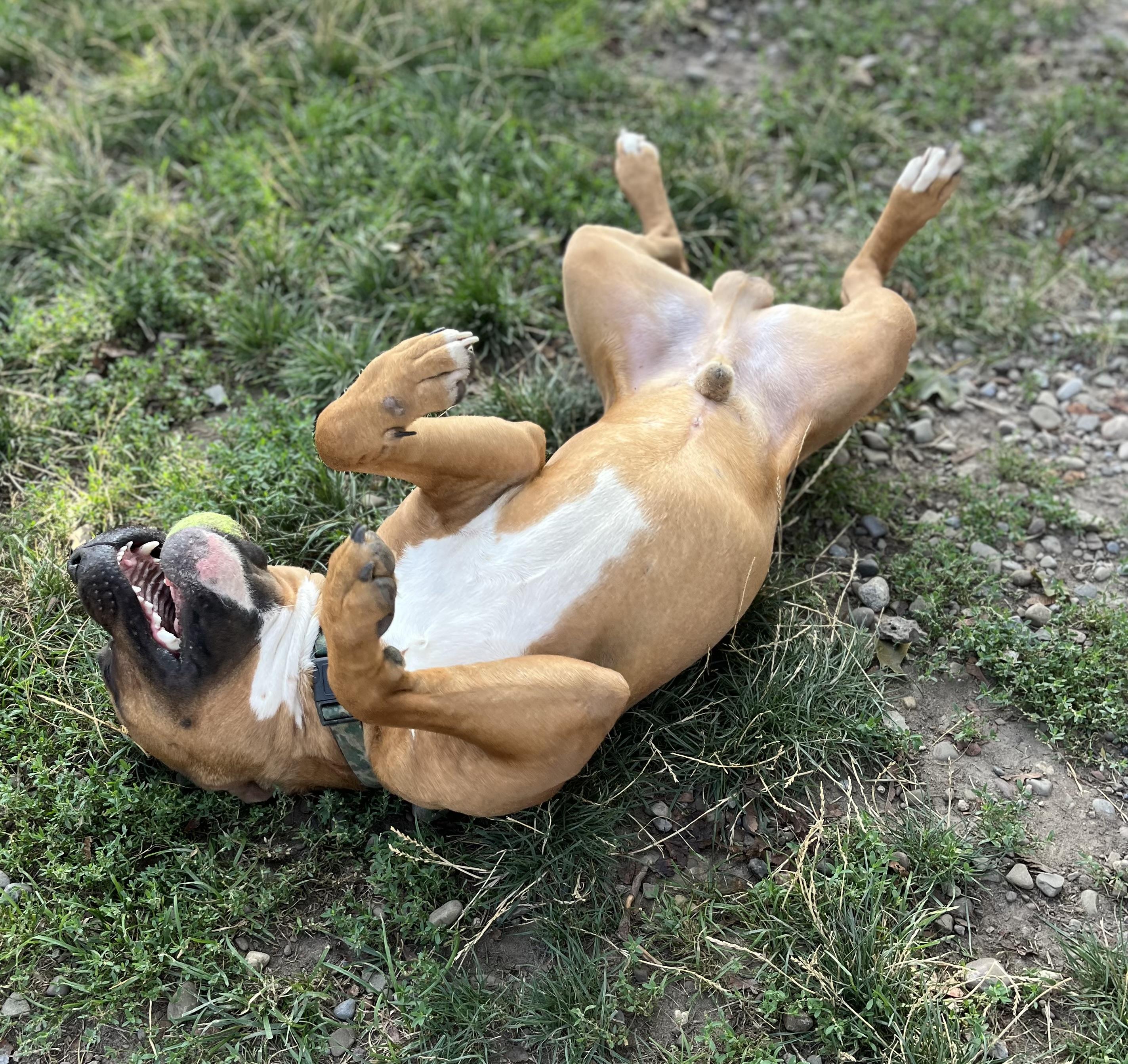 Enlarge Eddie, a ADOPTABLE mixed breed in Buffalo, NY image 2/5