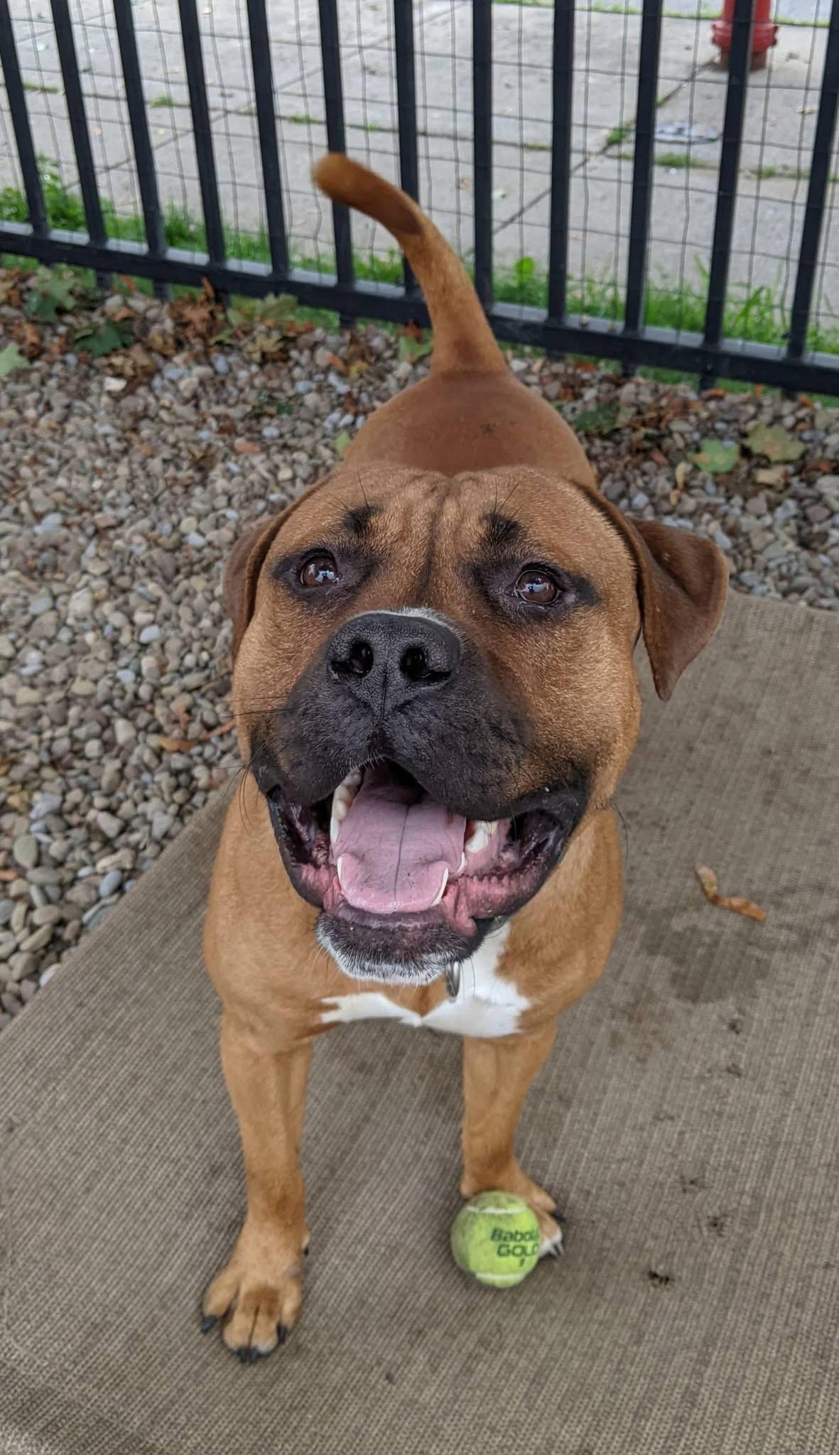 Enlarge Eddie, a Adoptable mixed breed in Buffalo, NY image 5/6