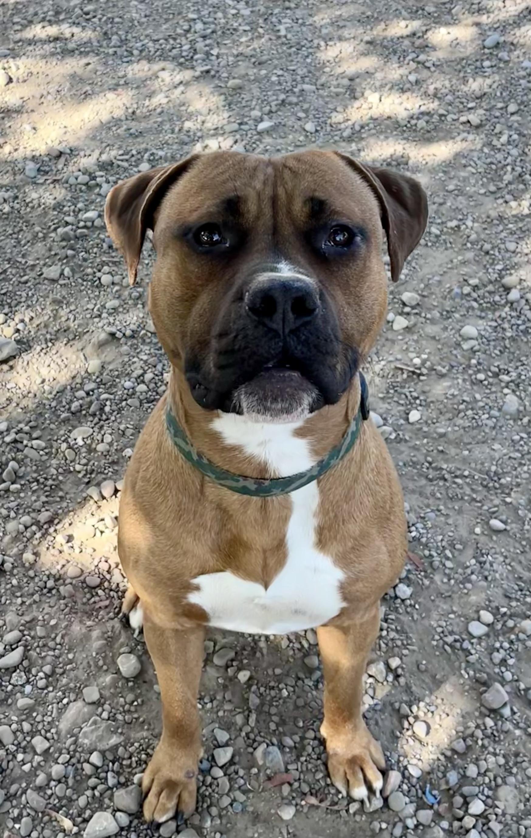 Enlarge Eddie, a ADOPTABLE mixed breed in Buffalo, NY image 3/5