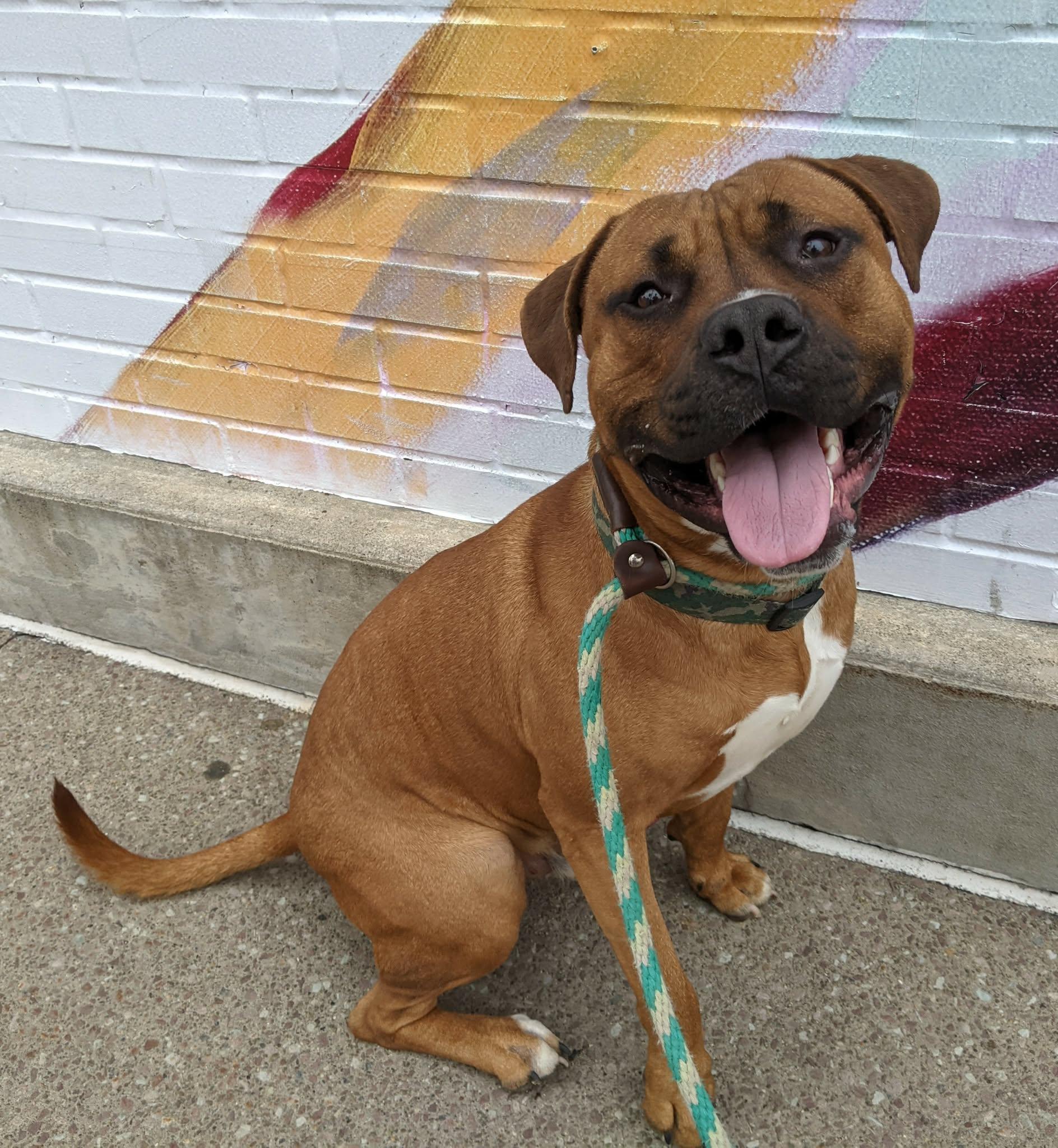 Eddie, Adoptable, Young Male Pit Bull Terrier.