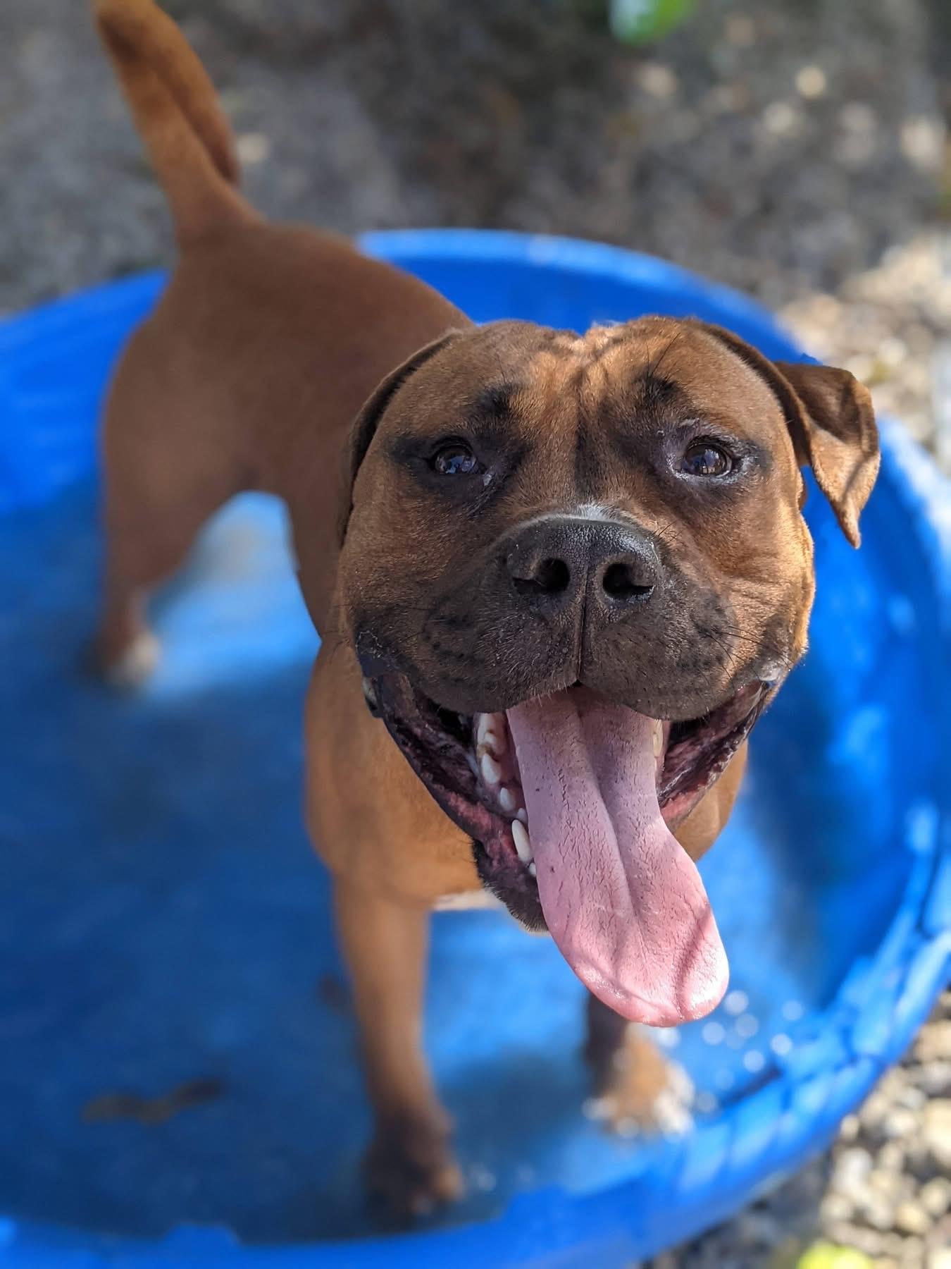 Enlarge Eddie, a Adoptable mixed breed in Buffalo, NY image 6/6