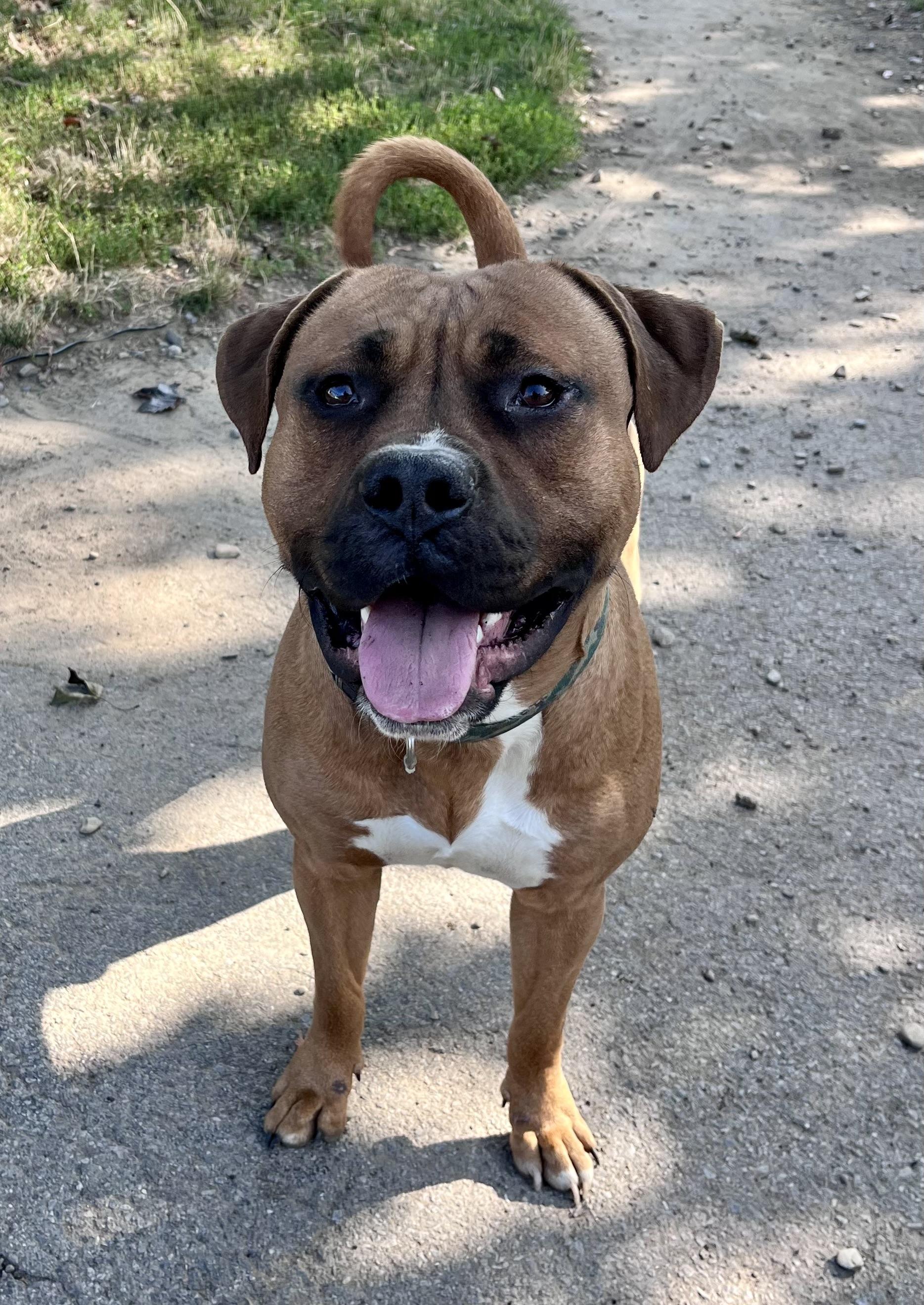 Enlarge Eddie, a ADOPTABLE mixed breed in Buffalo, NY image 4/5