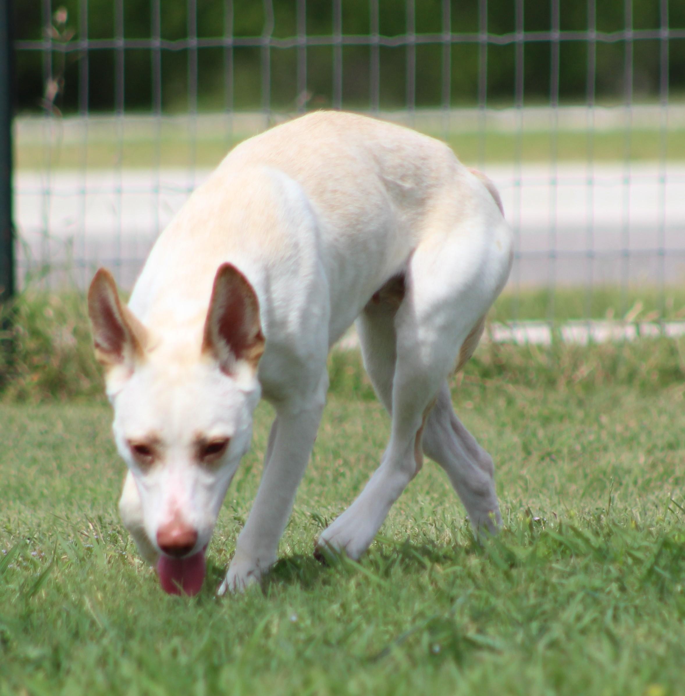Enlarge Willow, an adoptable mixed breed in Temple, TX image 3/5