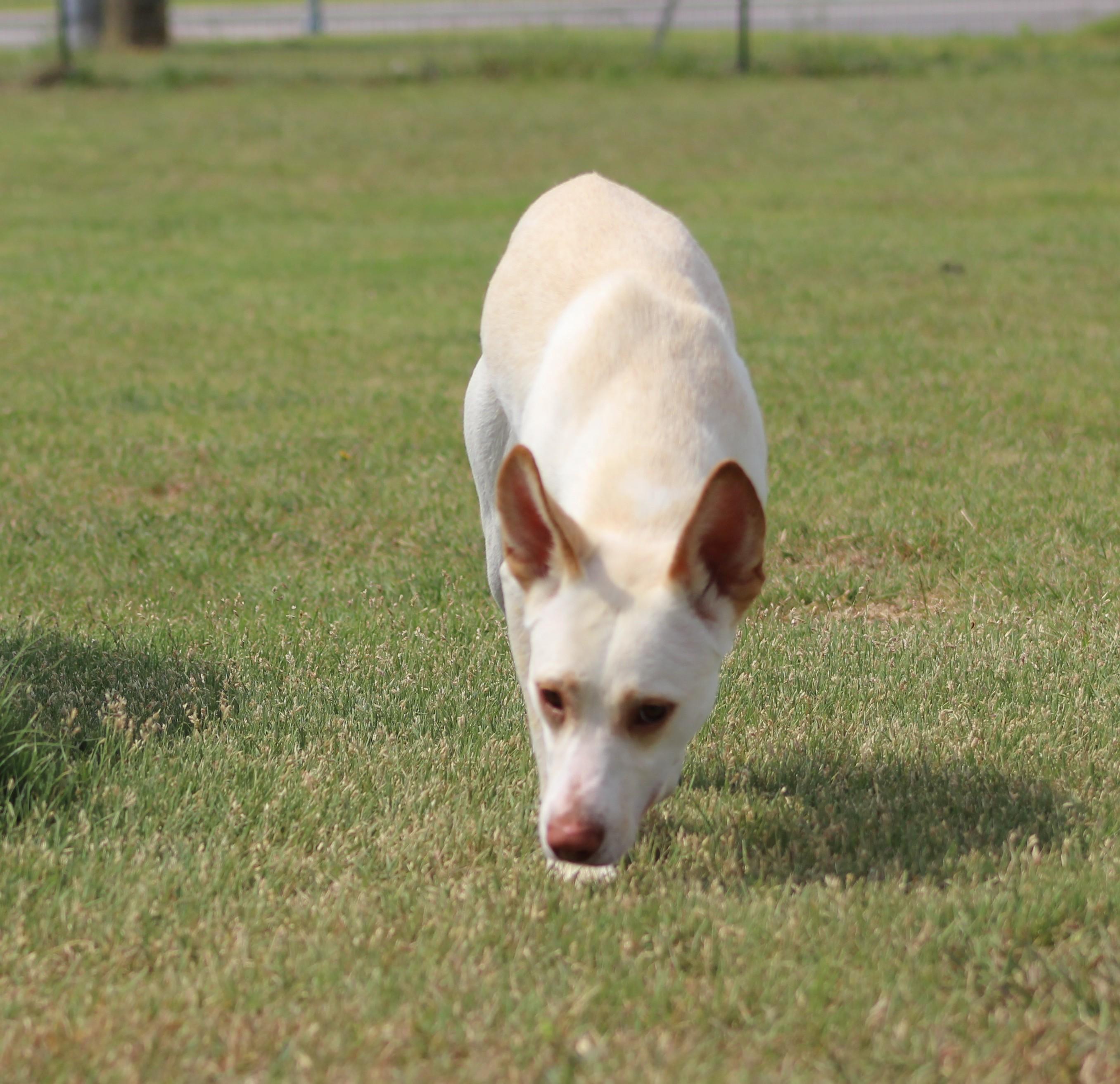 Enlarge Willow, an adoptable mixed breed in Temple, TX image 5/5