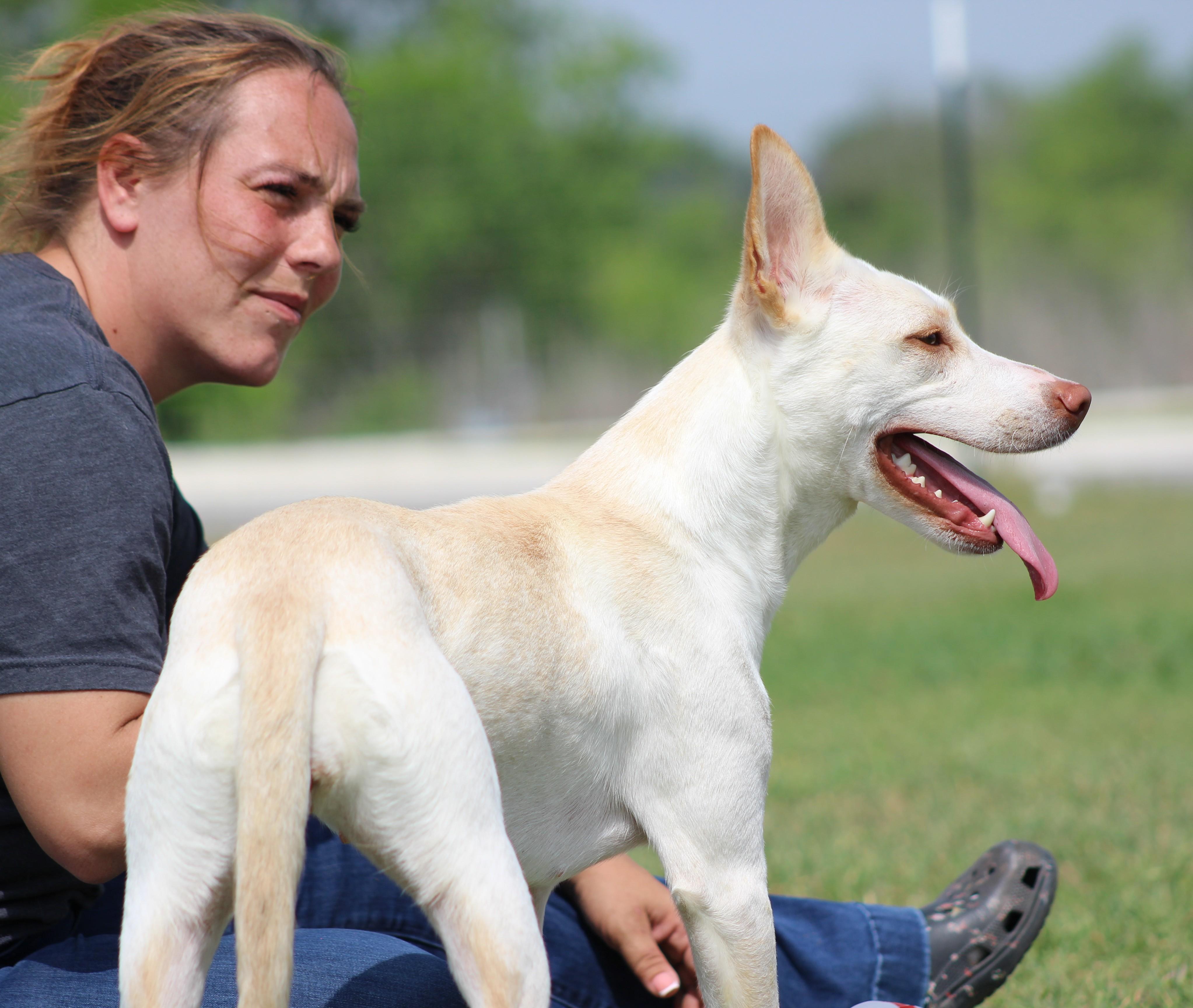 Willow, adoptable, Adult Female Husky & Cattle Dog.