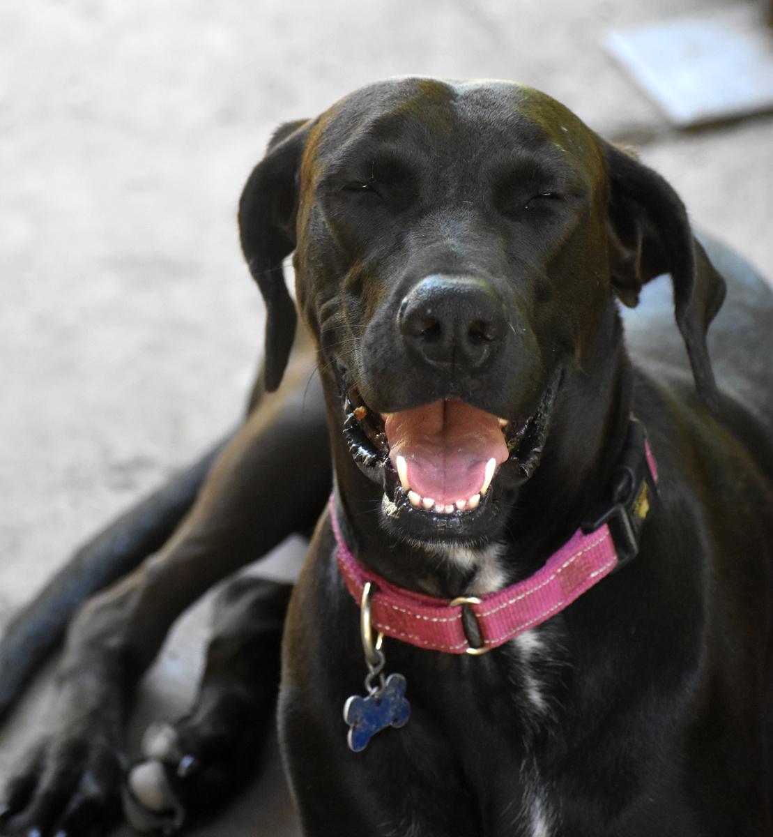 Lindy, an adoptable Great Dane, Doberman Pinscher in Georgetown, TX, 78633 | Photo Image 2